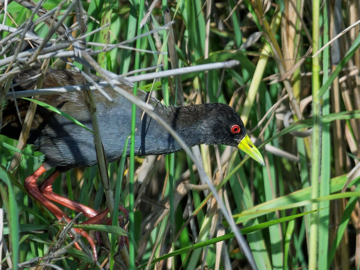 Black Crake, shy