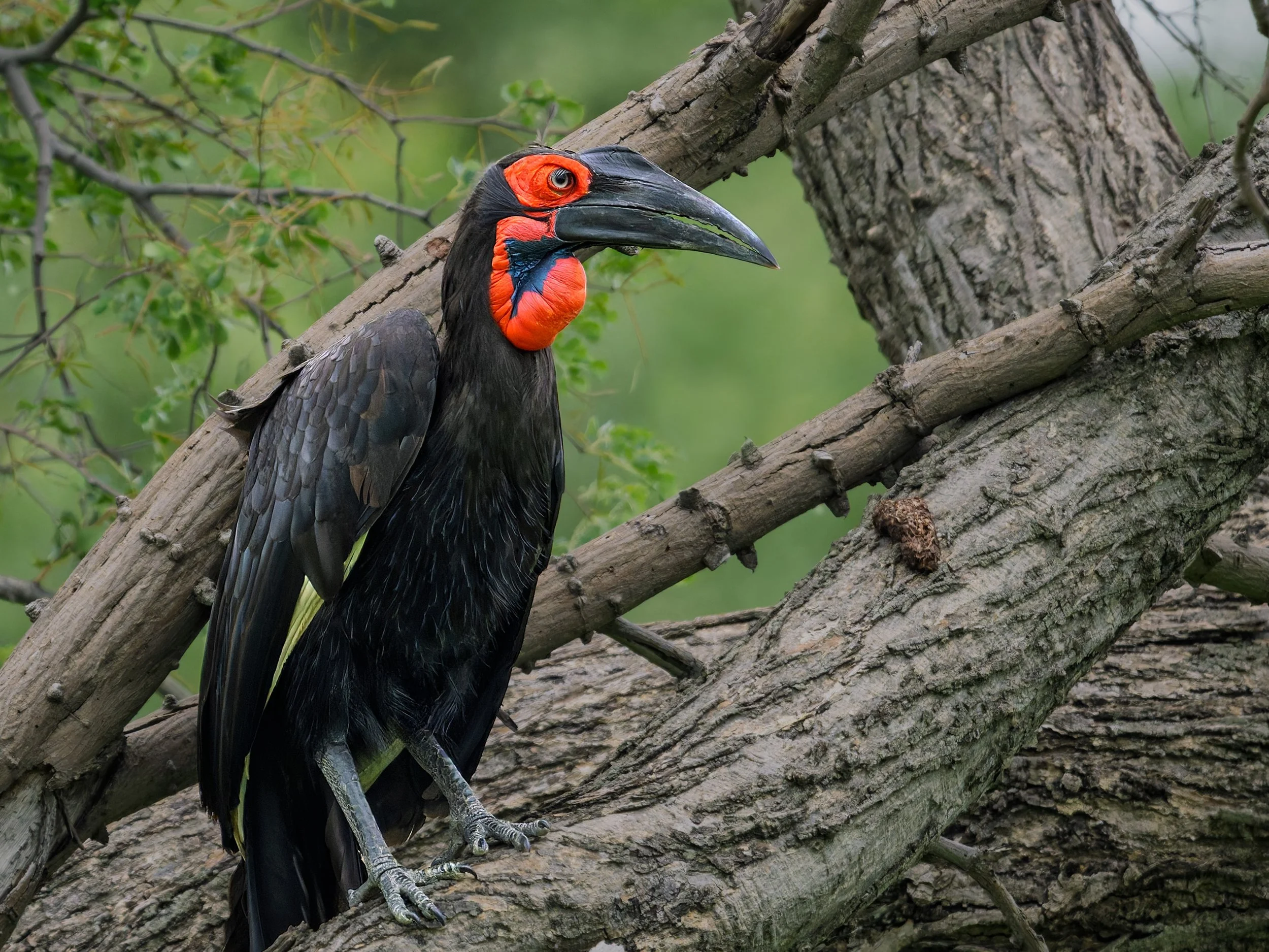 Southern Ground Hornbill