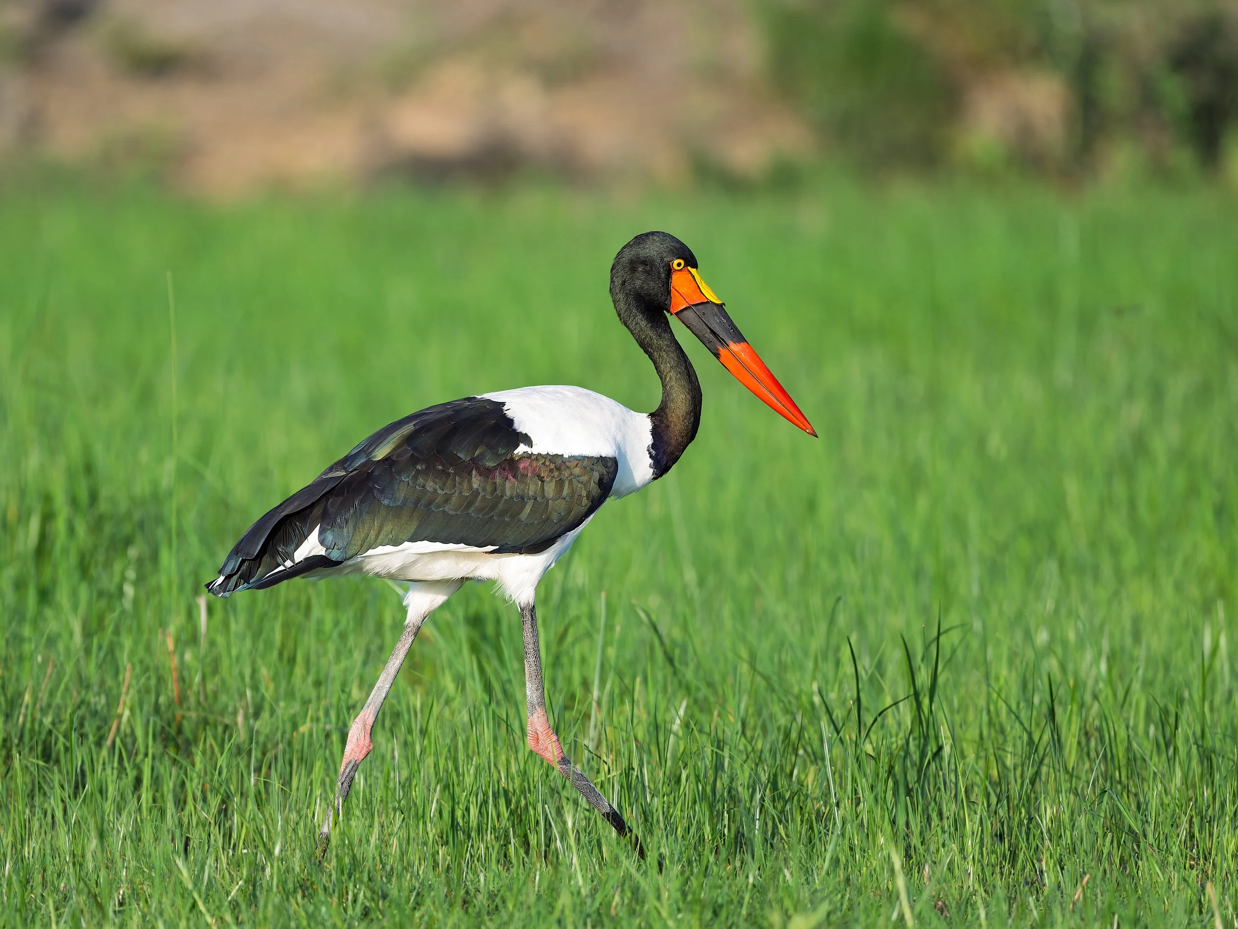 Saddle-billed Stork