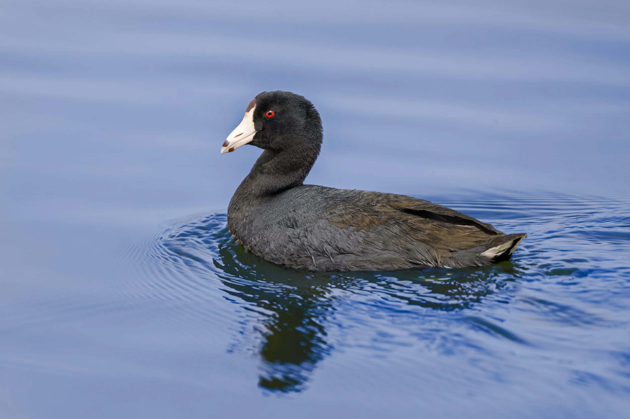 American Coot, St. Vrain SP, Longmont, CO