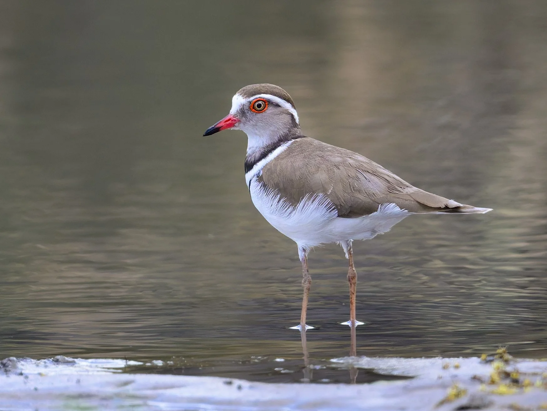 Three-banded Plover