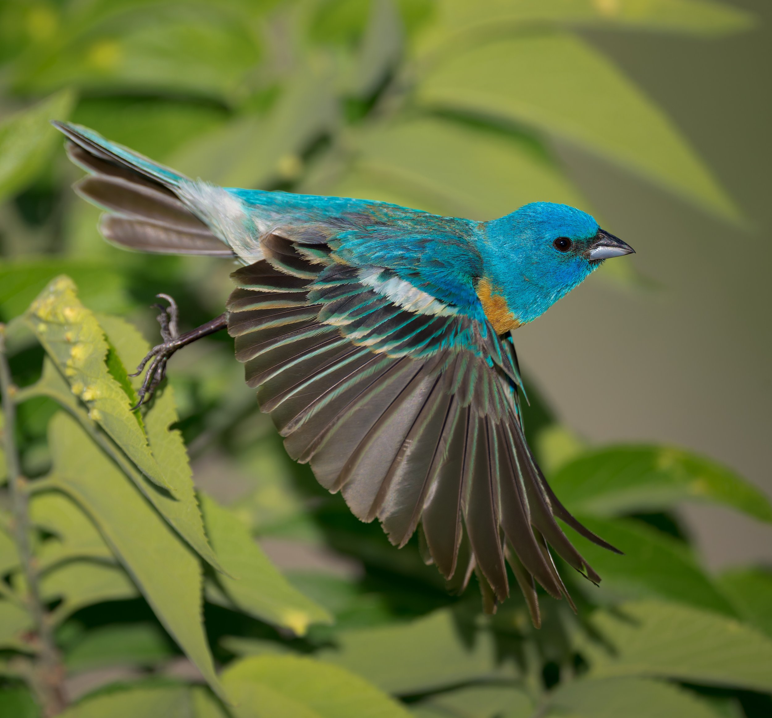 Lazuli Bunting, taking flight, Clear Creek Canyon, Colorado