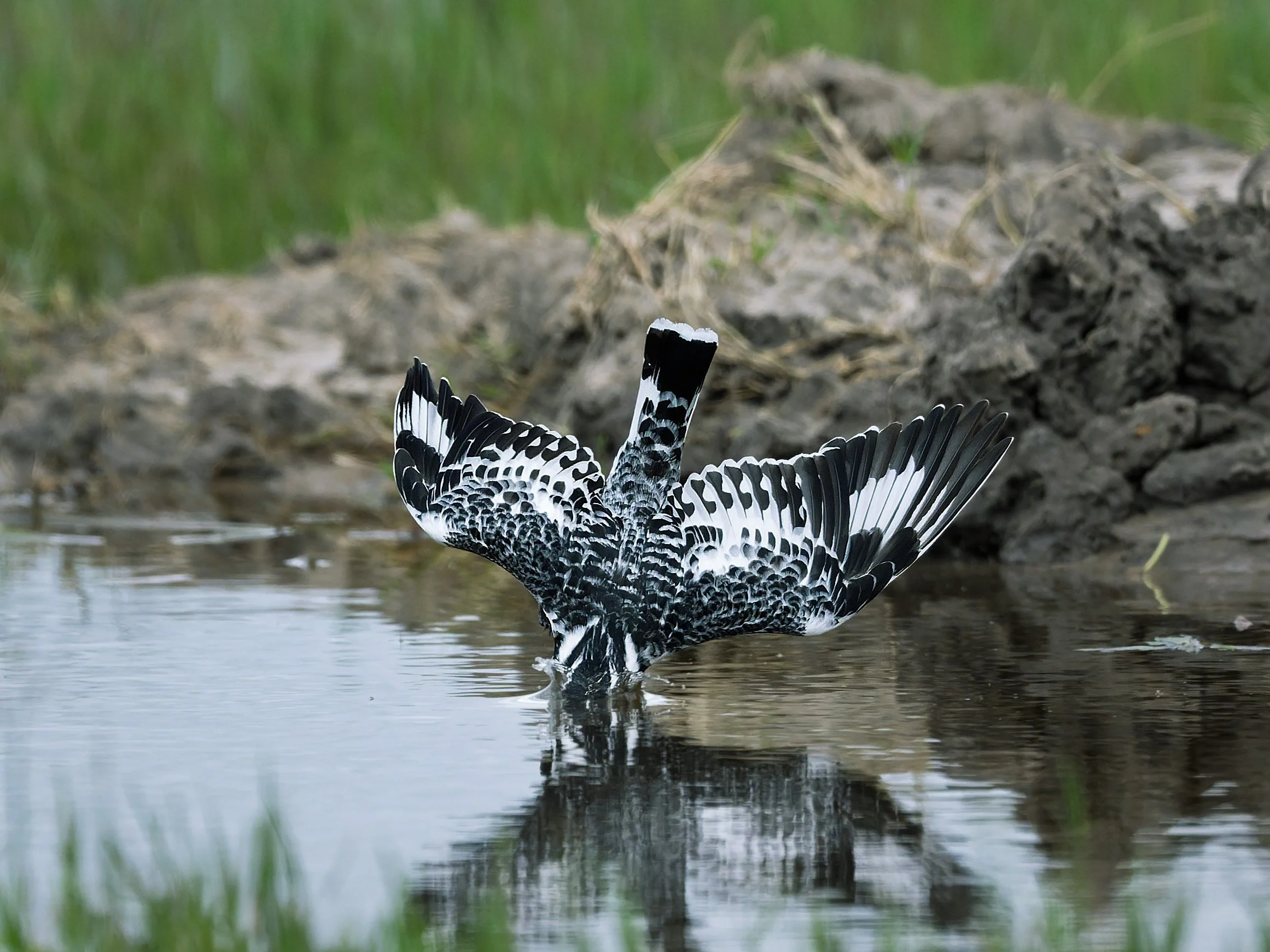 Pied Kingfisher, entering water