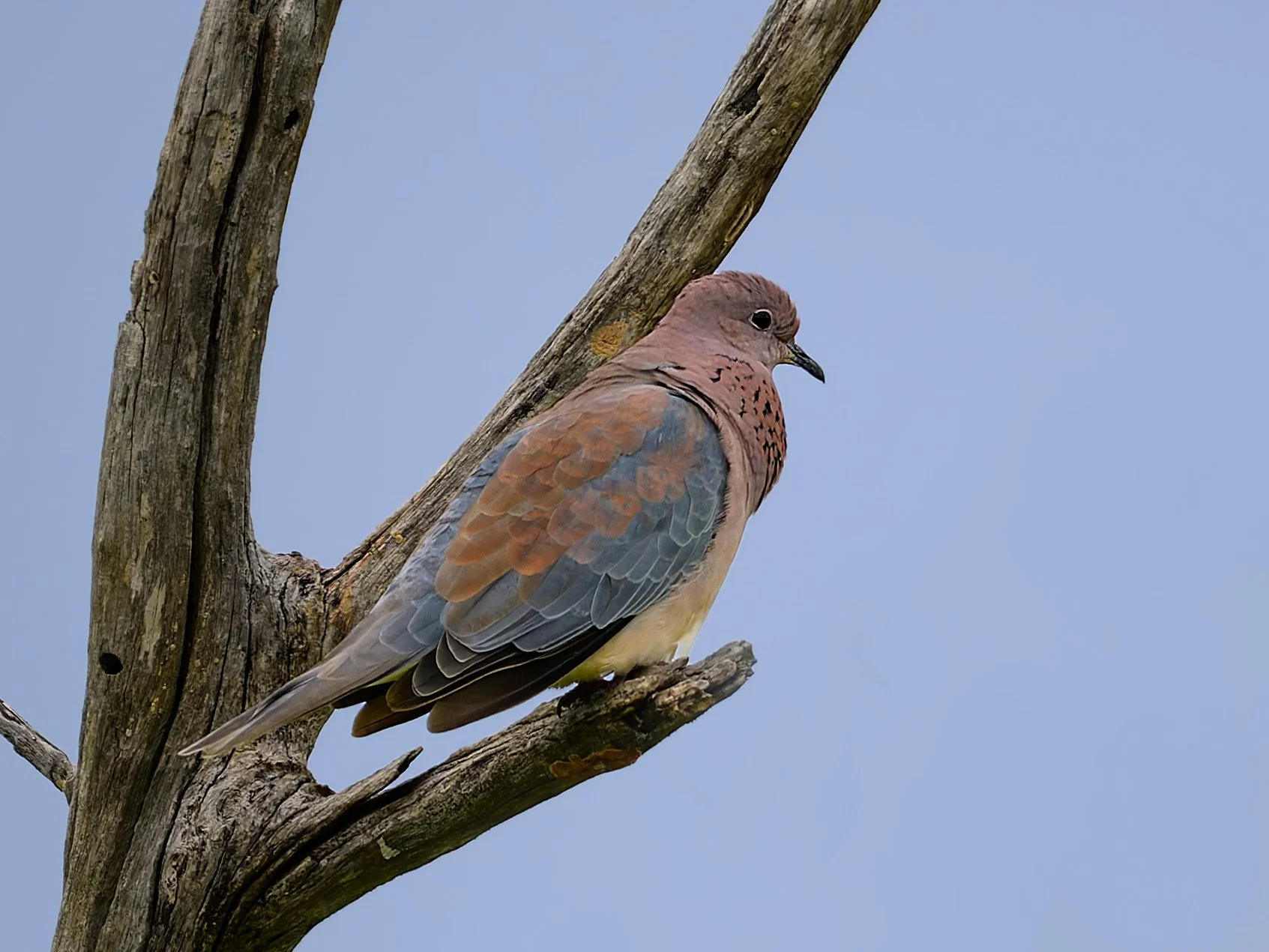 Laughing Dove