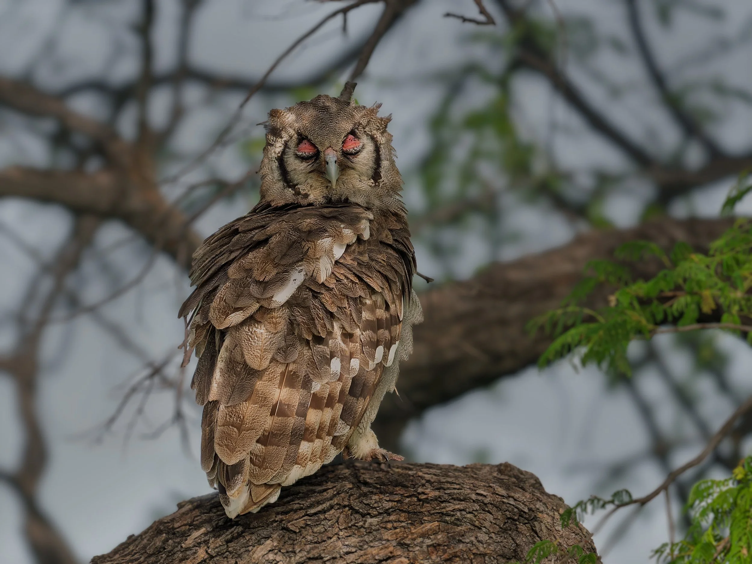 Verreaux's Eagle-Owl, asleep