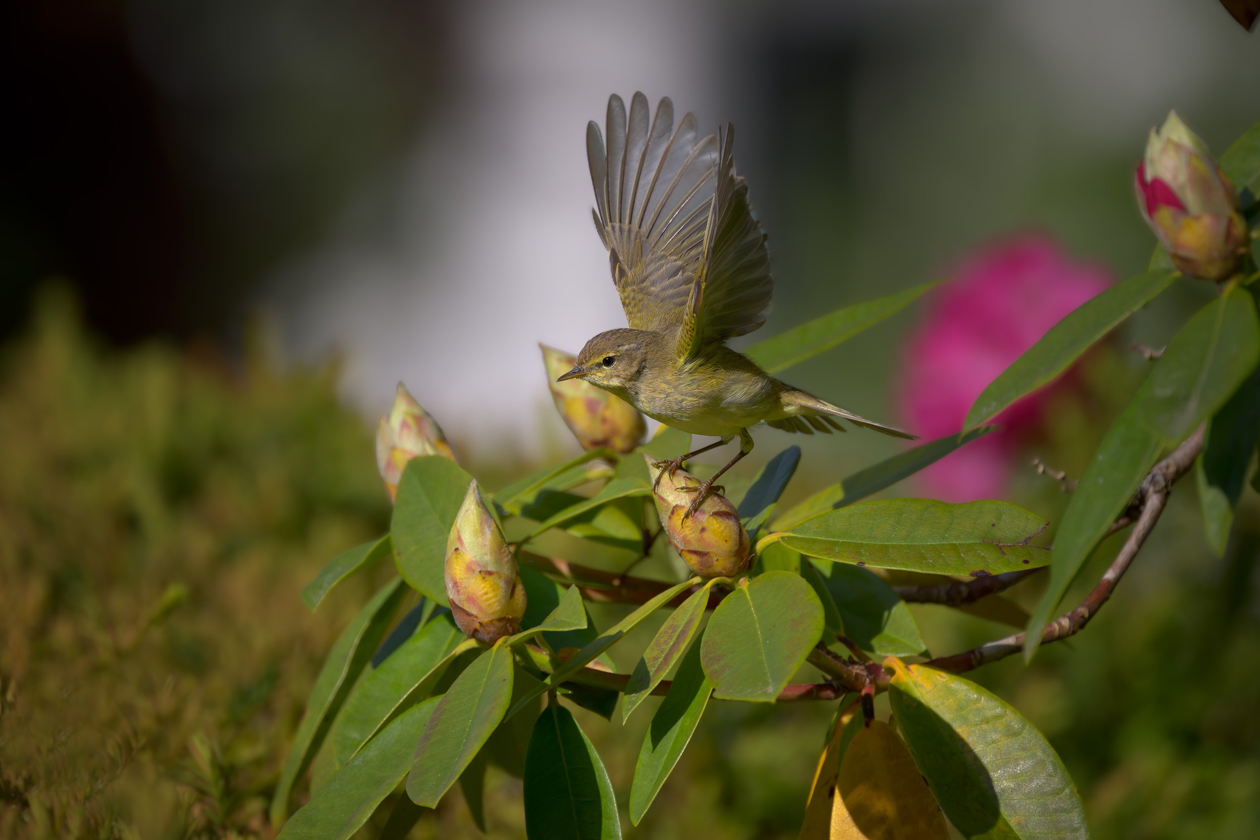 Derwentbank, Common Chiffchaff on Catawba Rhododendron