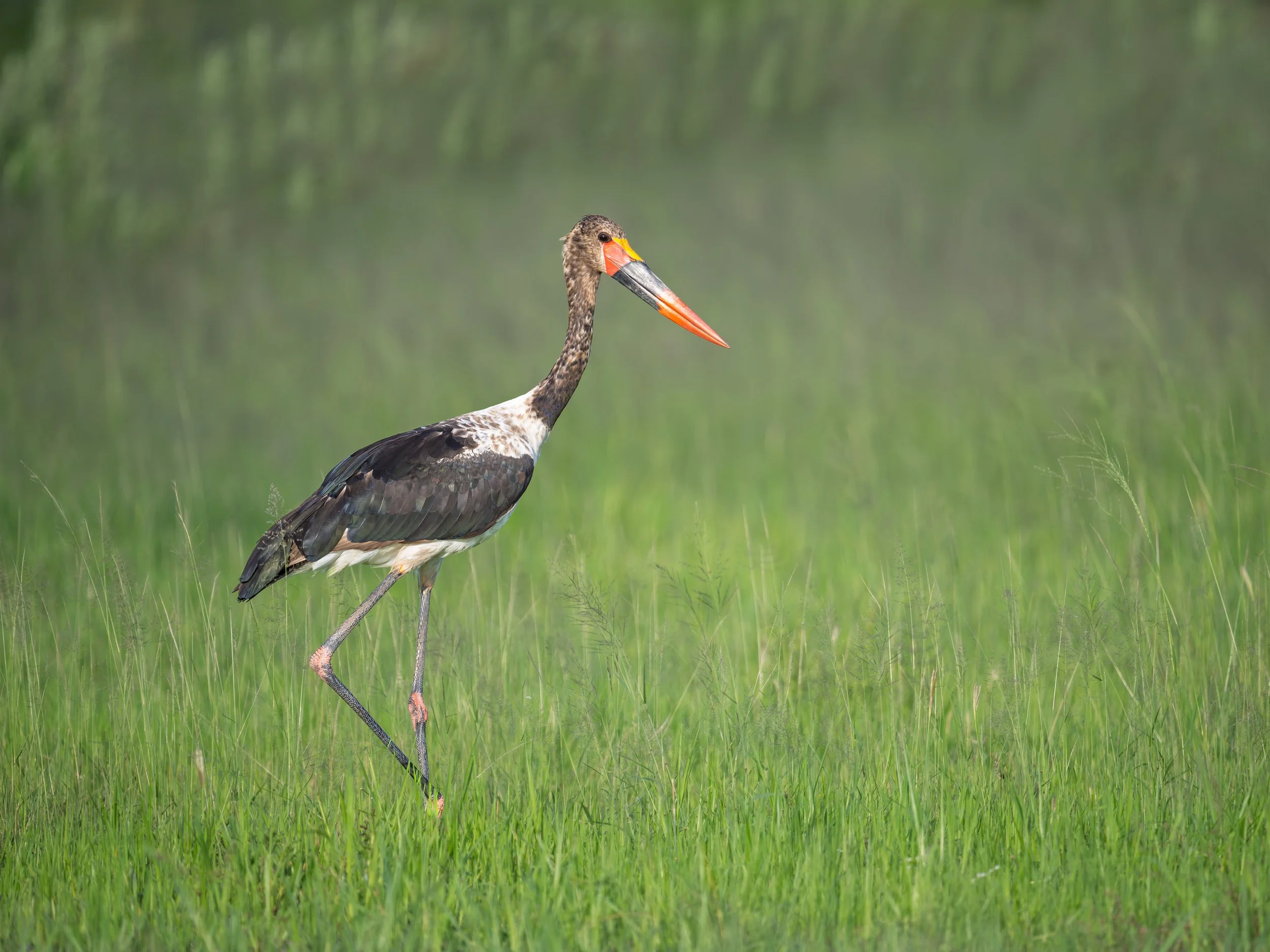 Saddle-billed Stork