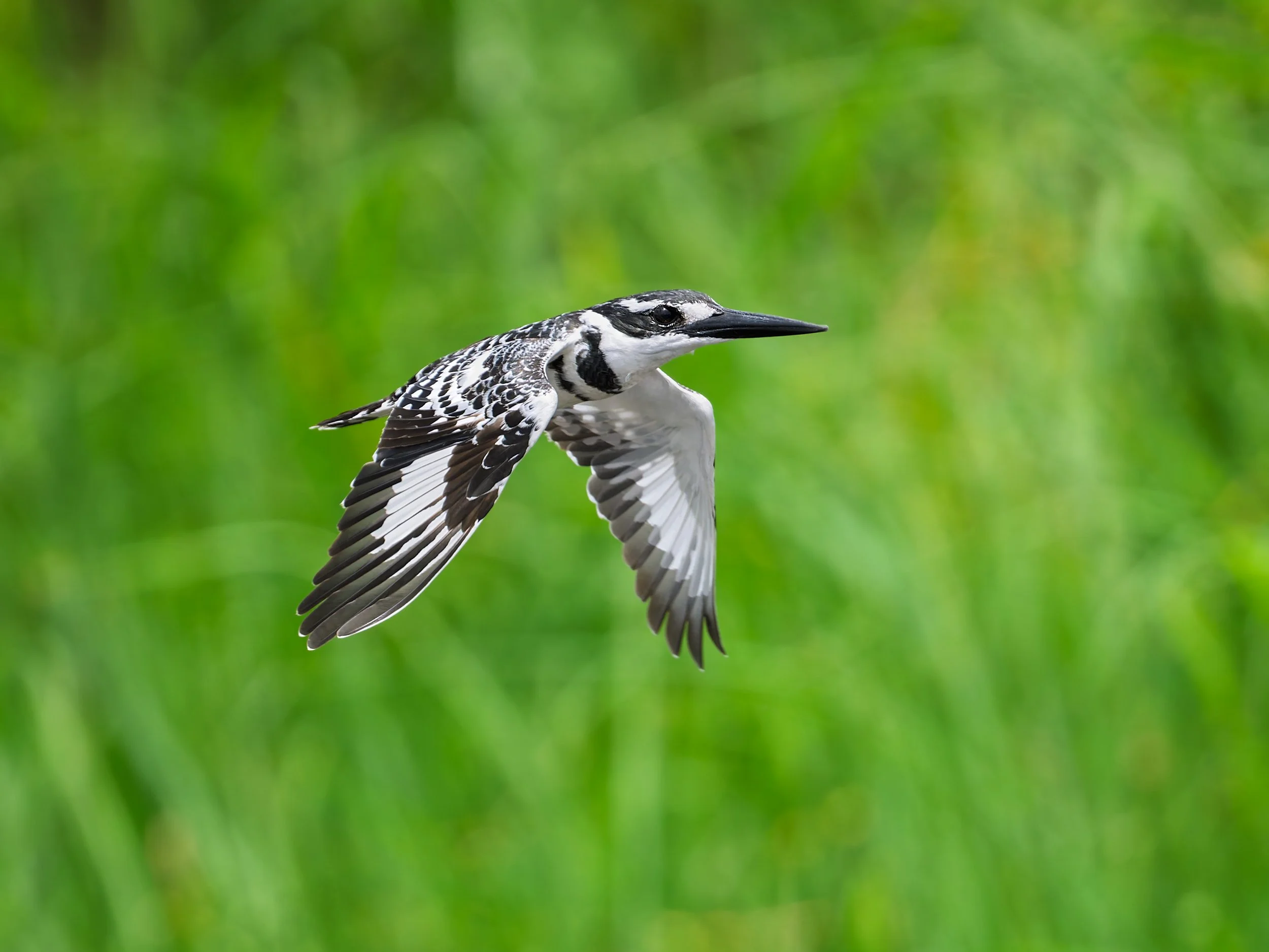 Pied Kingfisher