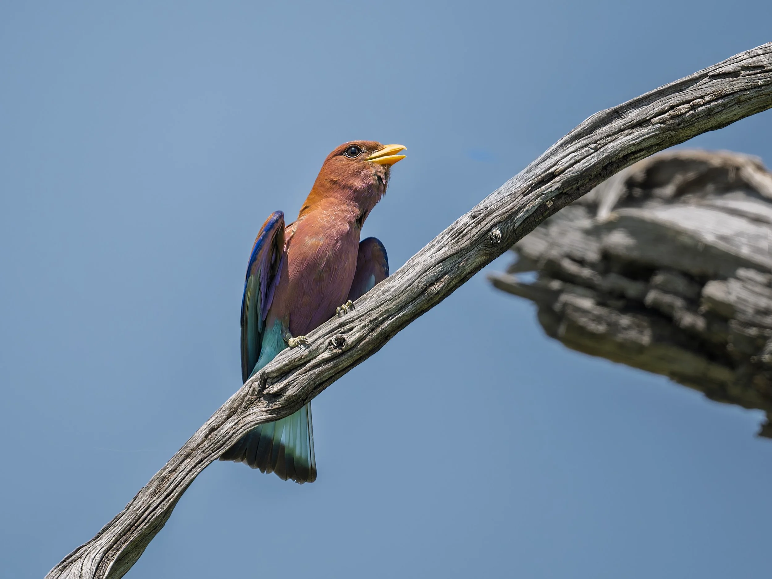 Broad-billed Roller