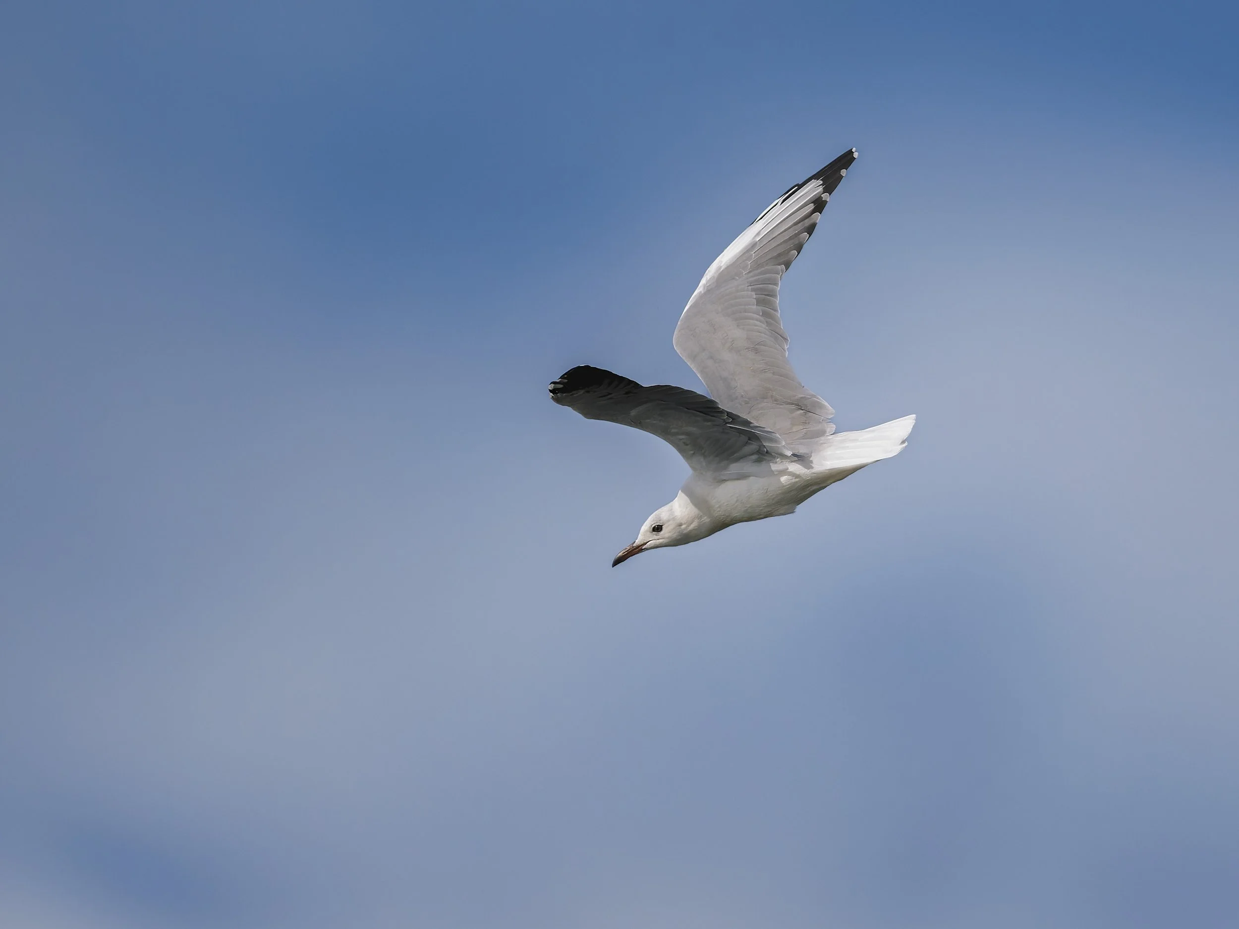 Hartlaub's Gull