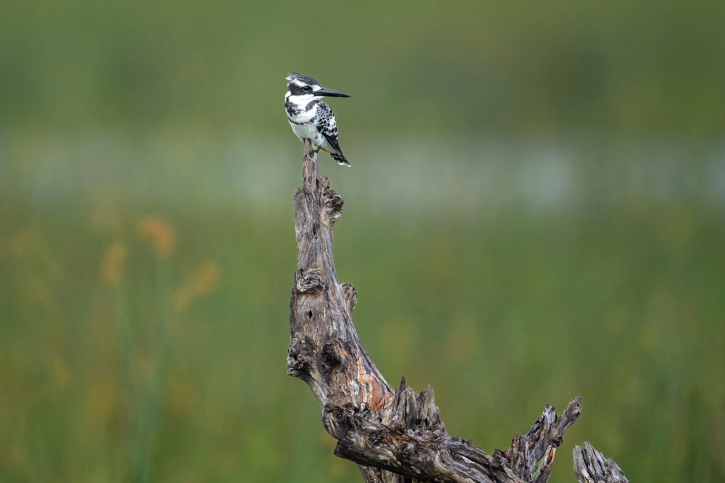 Pied Kingfisher