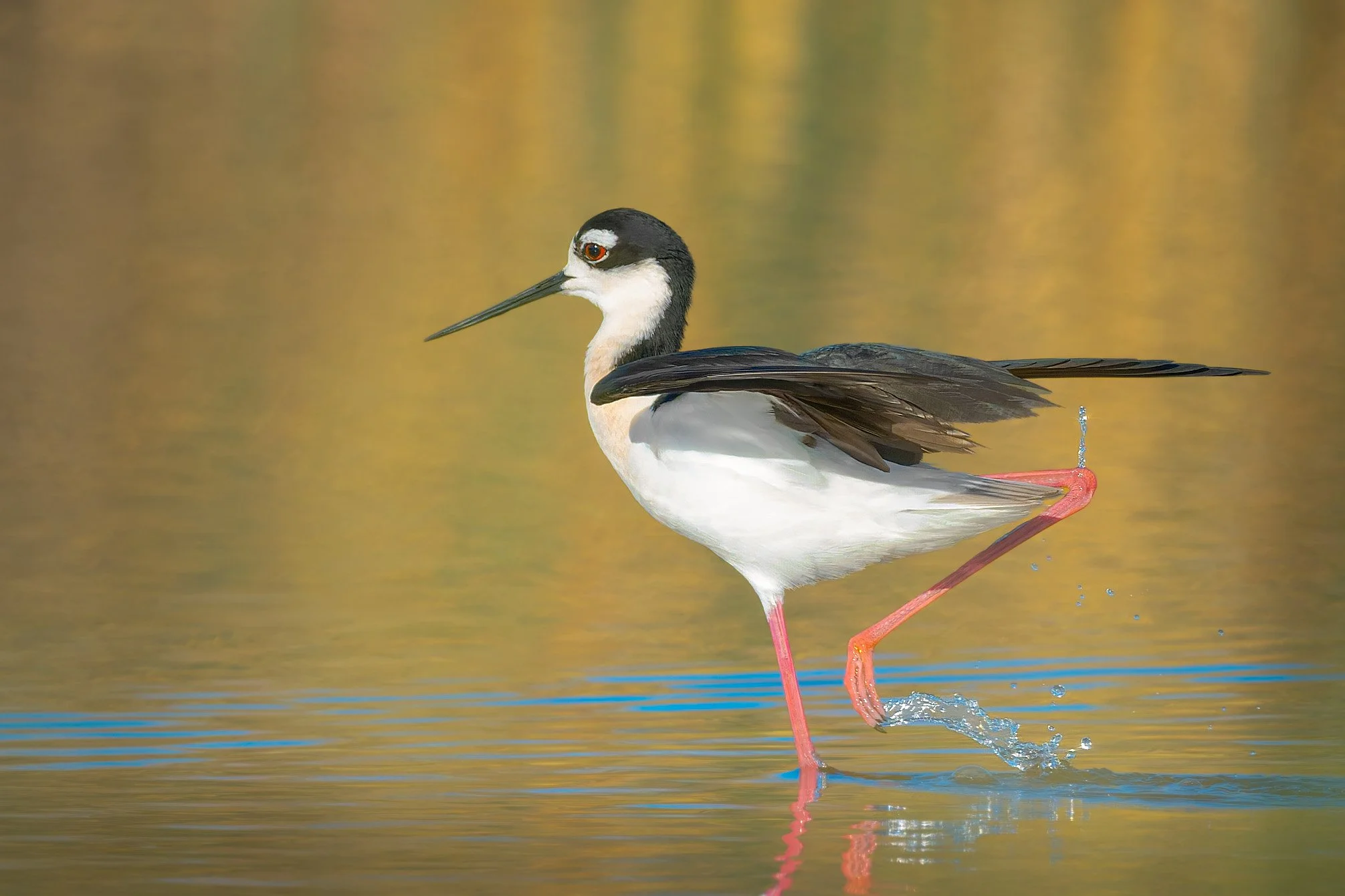 Black-necked Stilt, John Martin Reservoir State Park