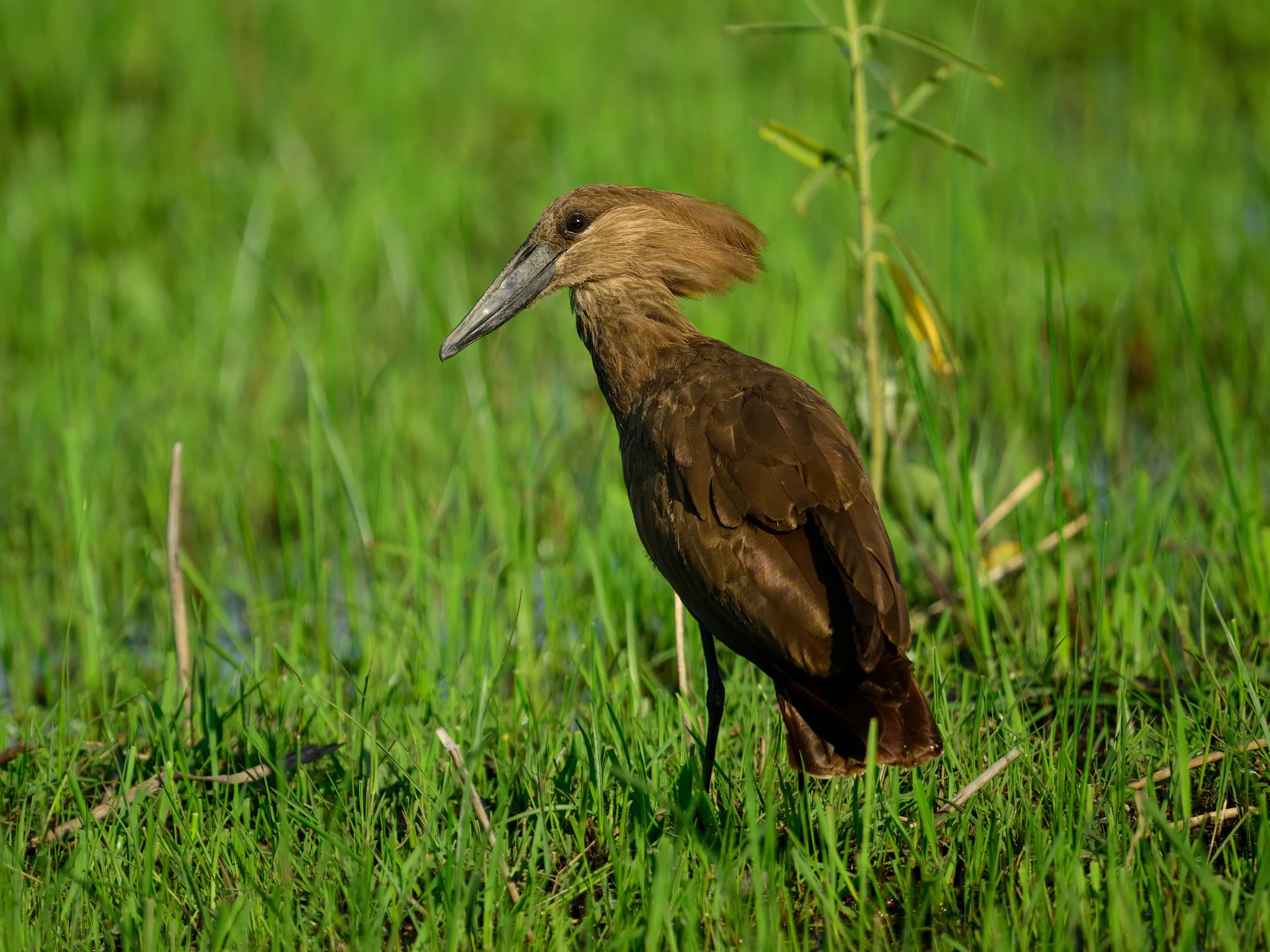 Hamerkop