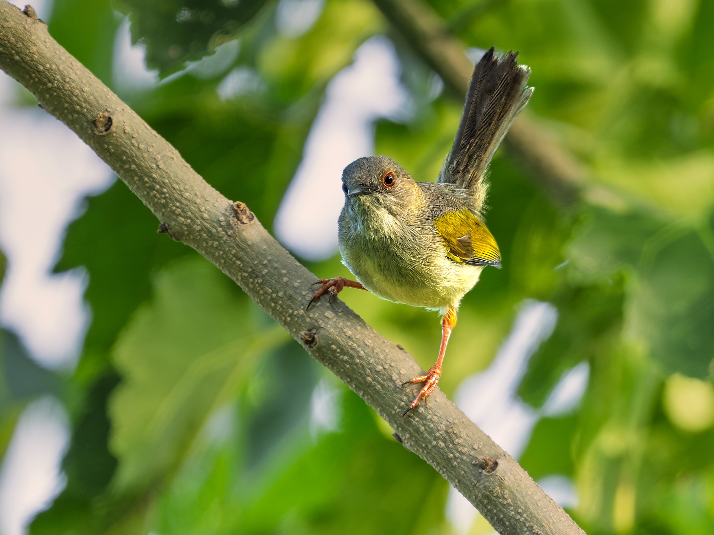 Green-backed Camaroptera