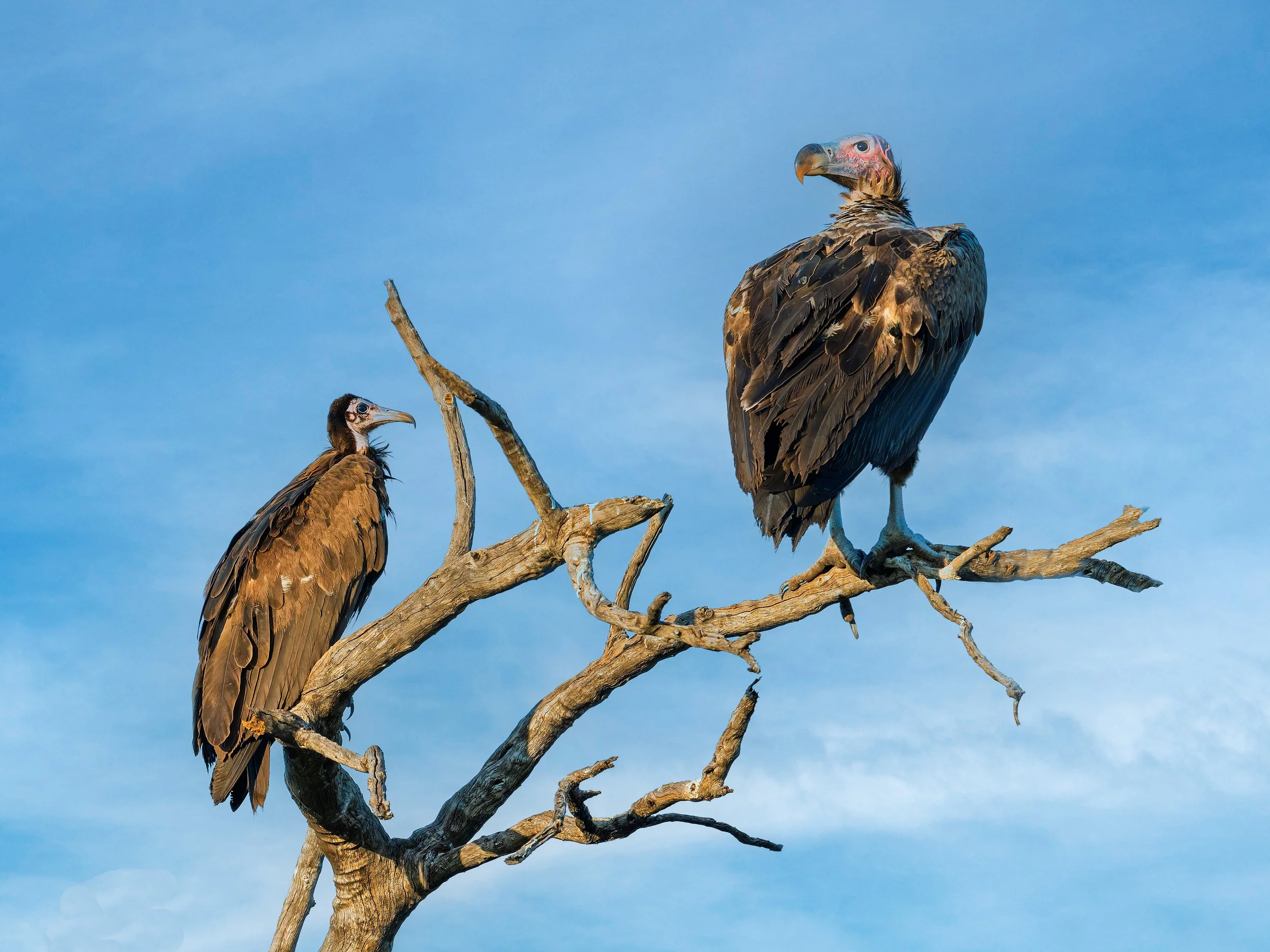 Lappet-faced Vulture & Hooded Vulture