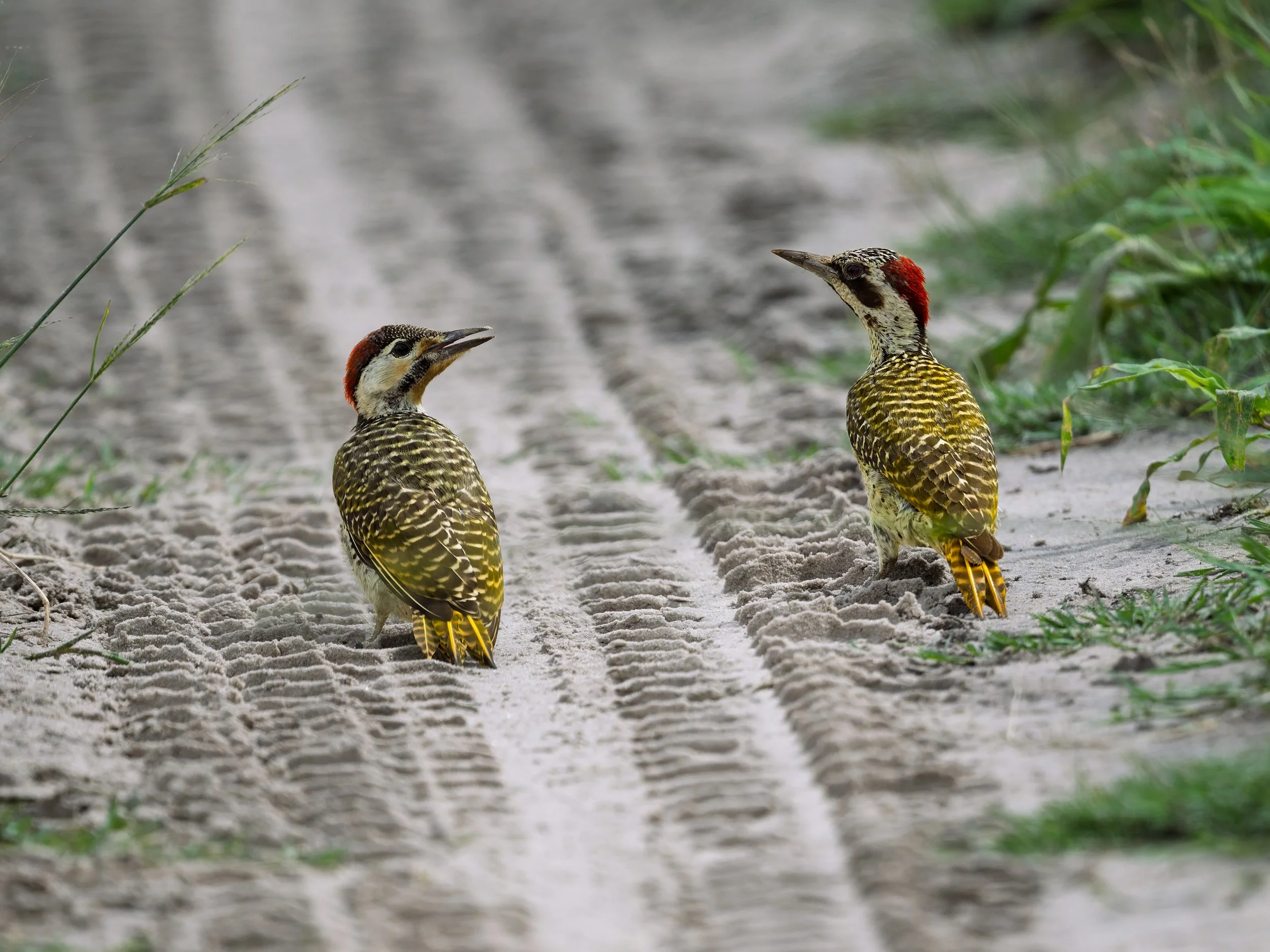 Bennett's Woodpecker, pair