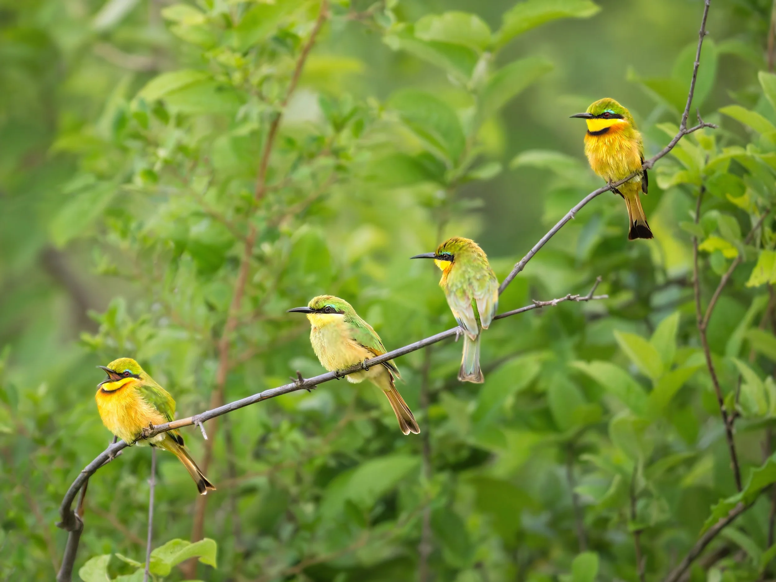 Little Bee-eaters, four on branch