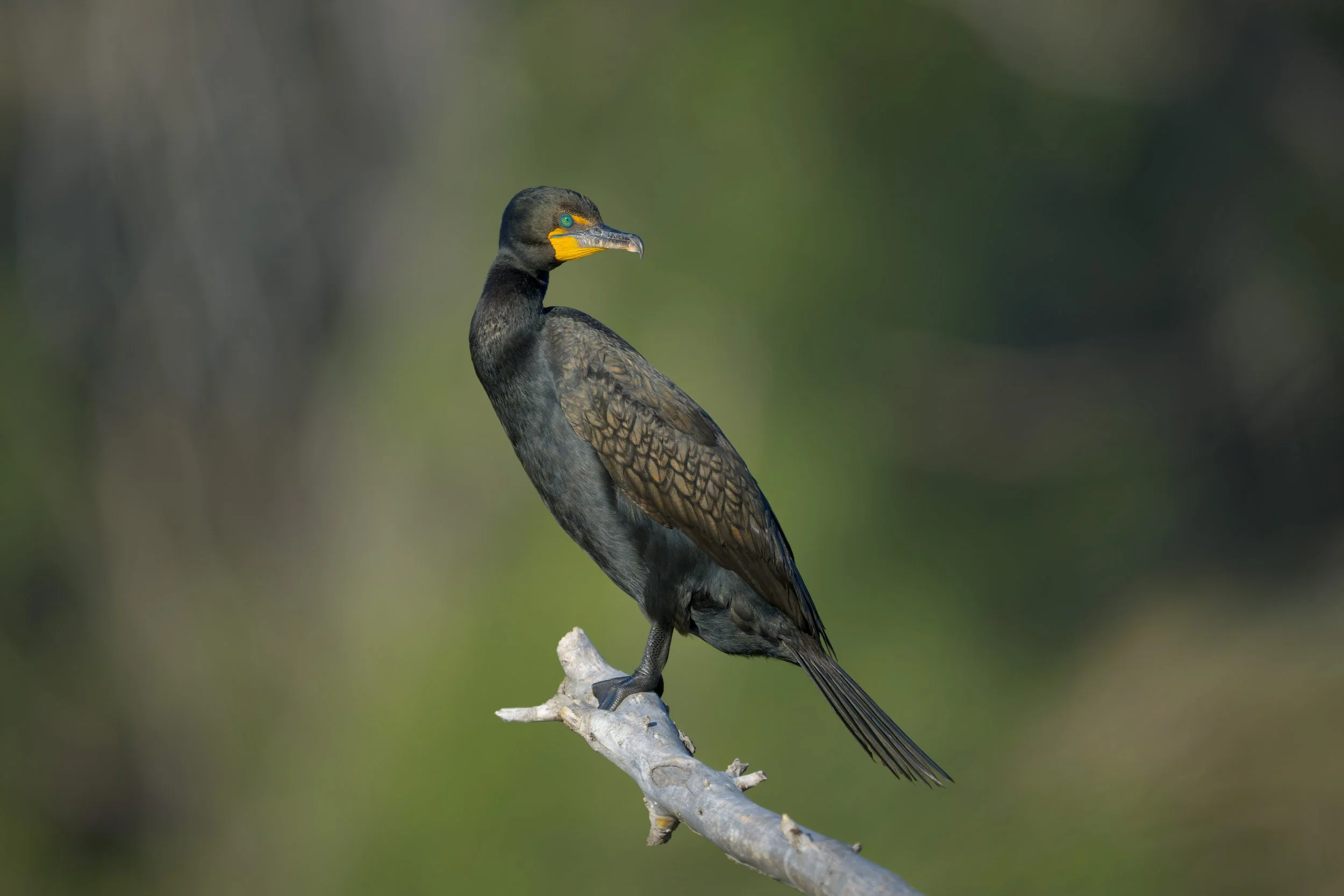 Double-crested Cormorant, Bluff Lake Nature Center, Denver, CO