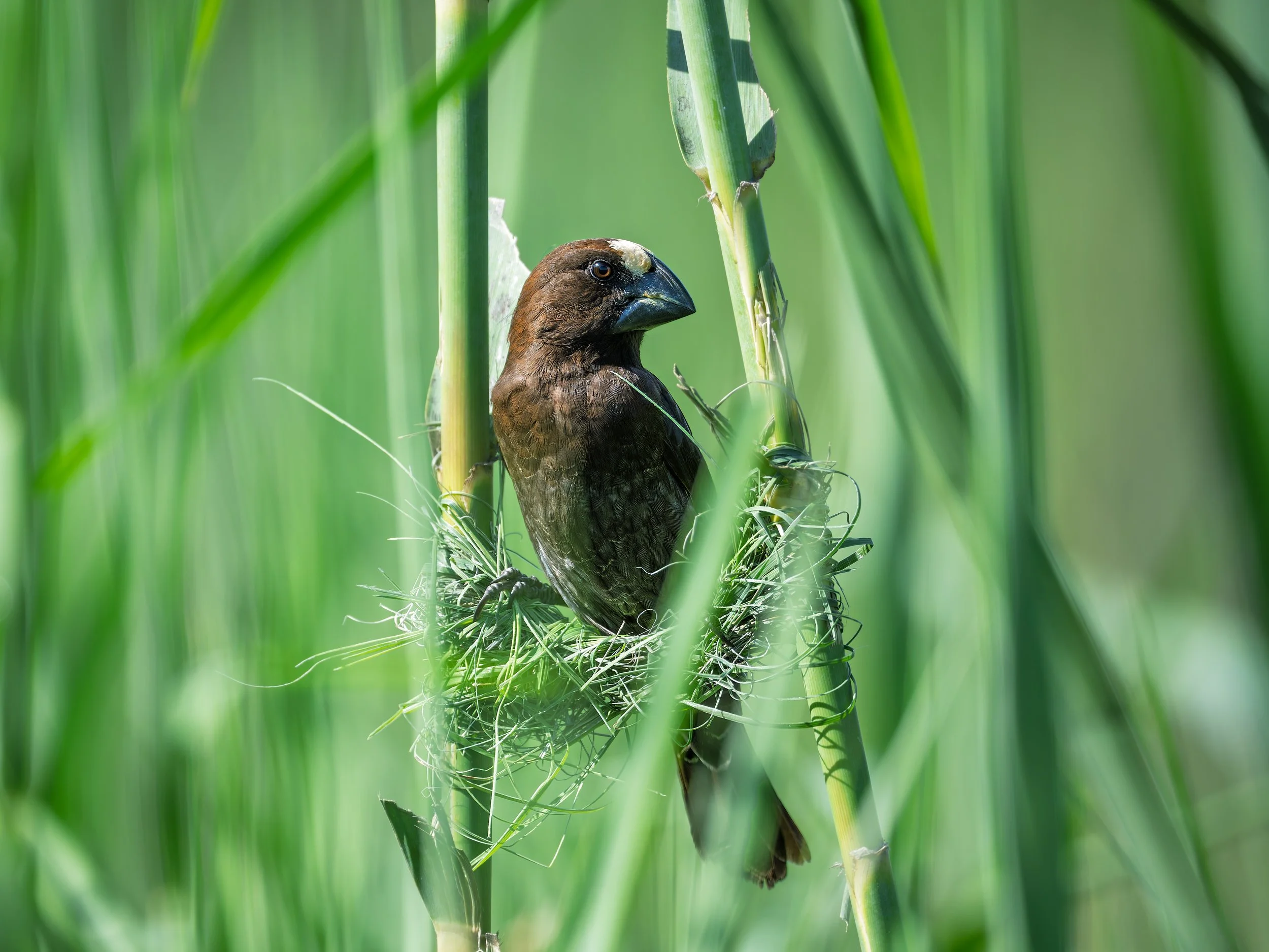 Grossbeak Weaver, starting new nest