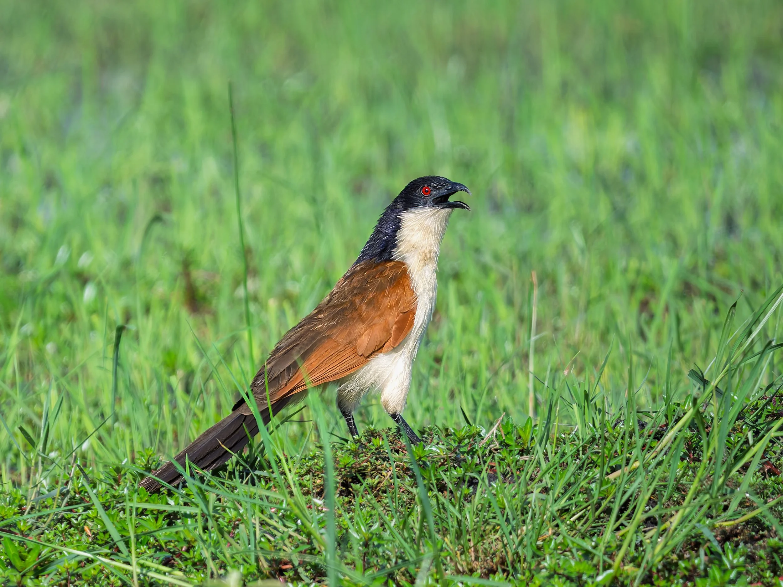 Coppery-tailed Coucal