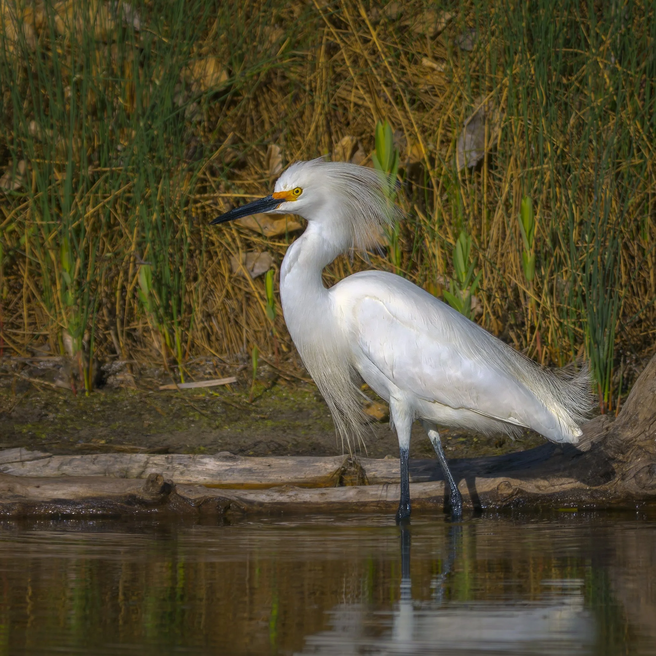 Snowy Egret, Bluff Lake Nature Center, Denver, CO