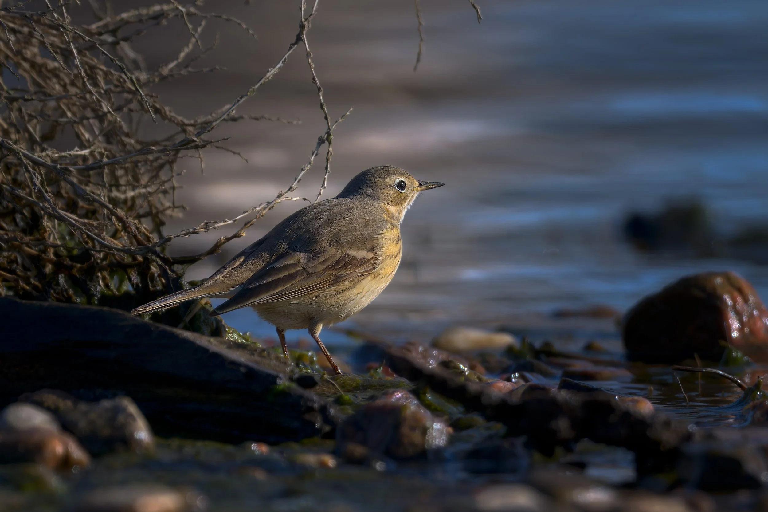 American Pipit, scouring the beach, Chatfield State Park