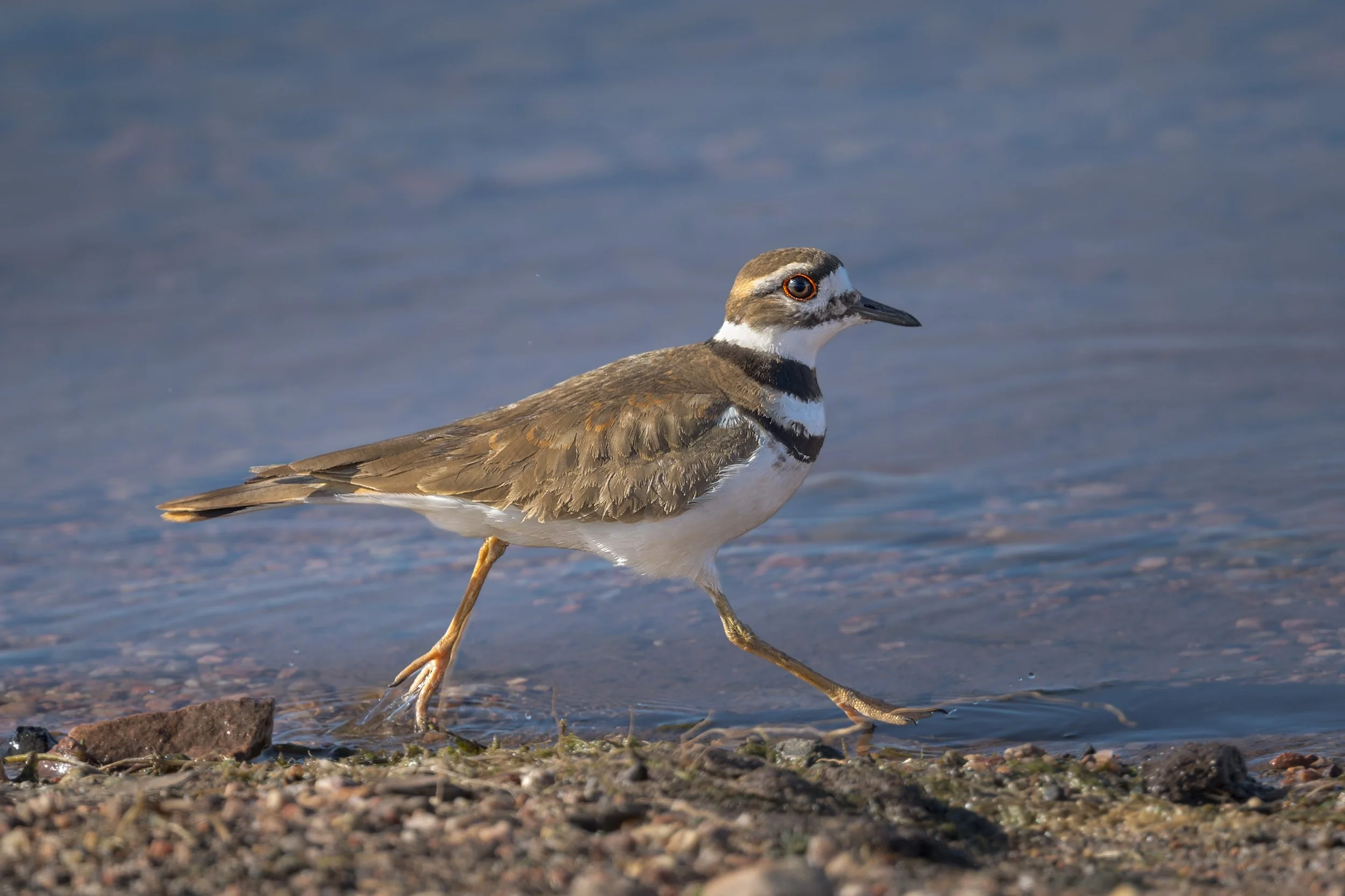 Killdeer, one of three, on the shore at Chatfield State Park