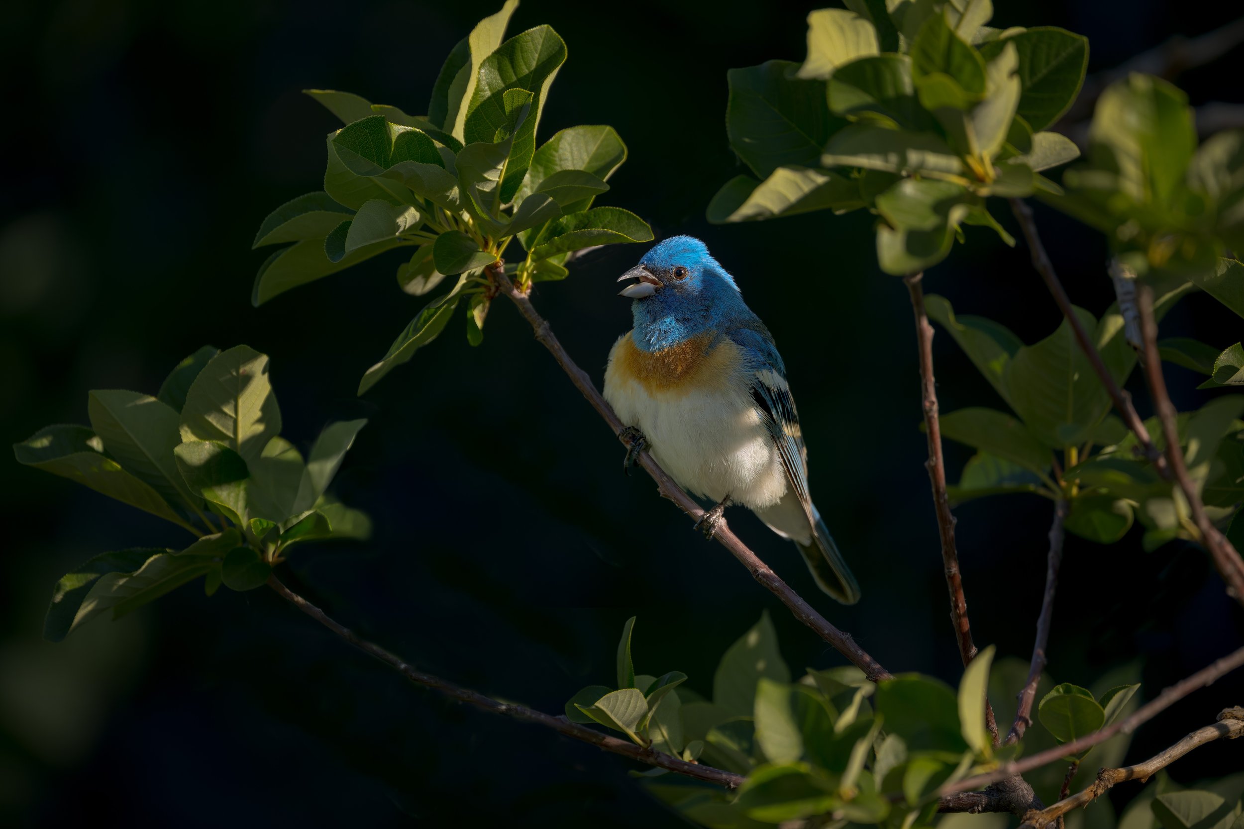 Lazuli Bunting, in shadows, Clear Creek Canyon, Colorado