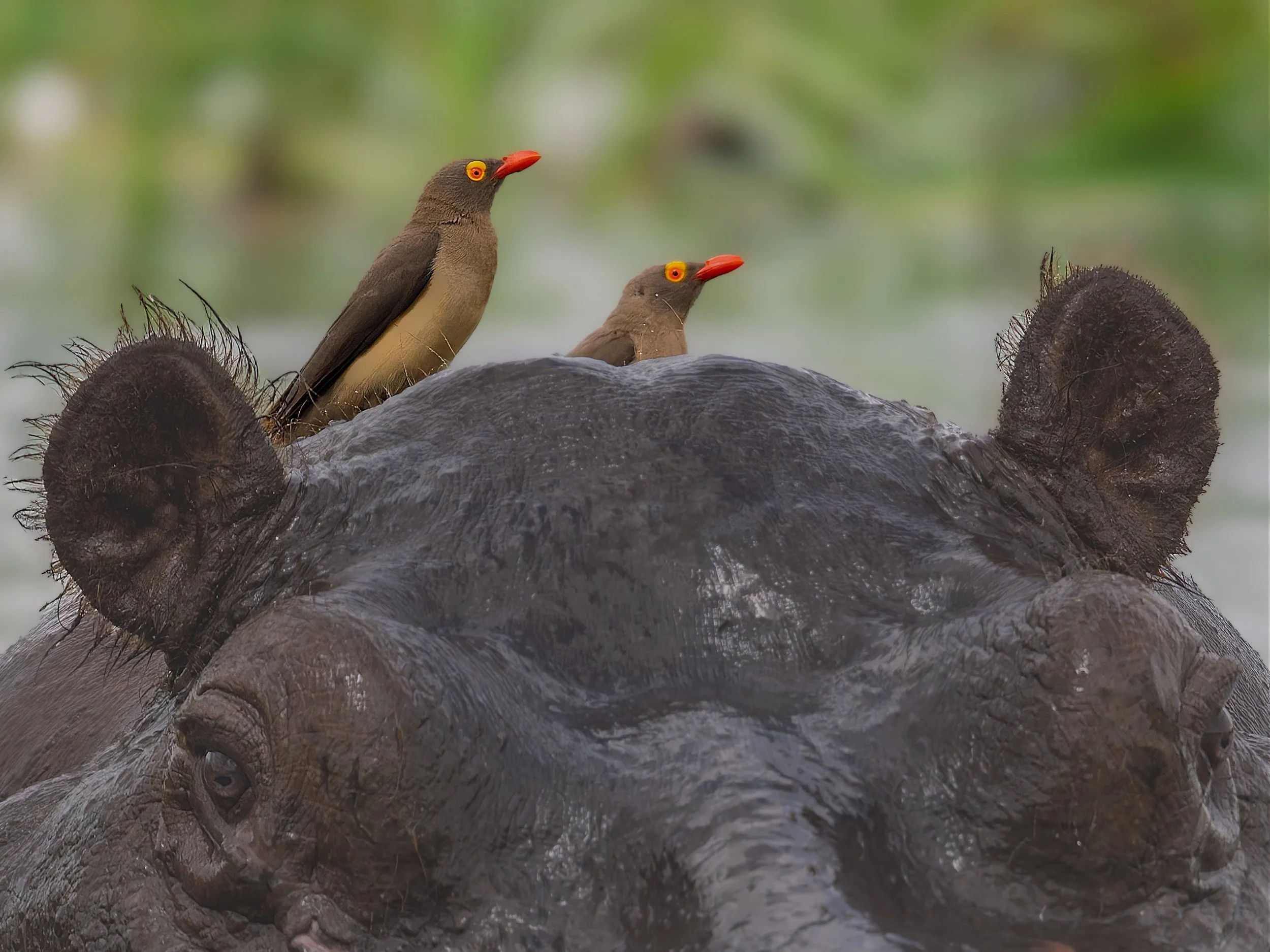 Red-billed Oxpecker, on hippo