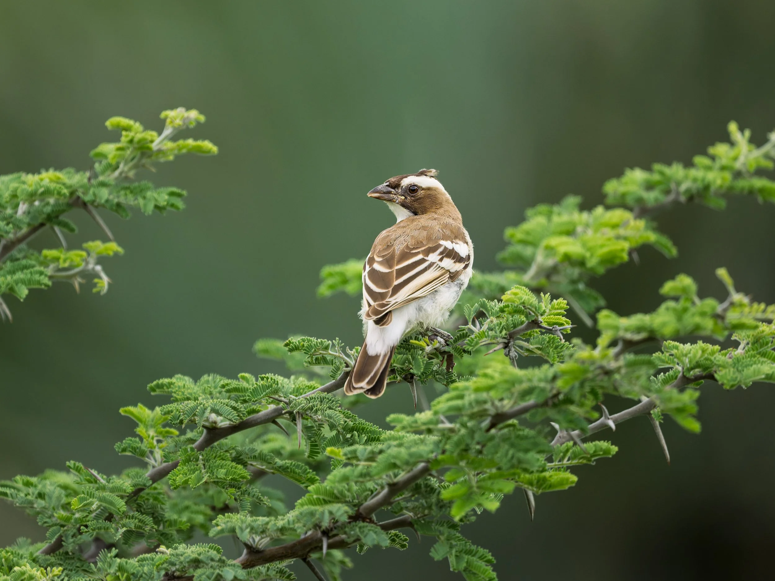 White-browed Sparrow, with tuft