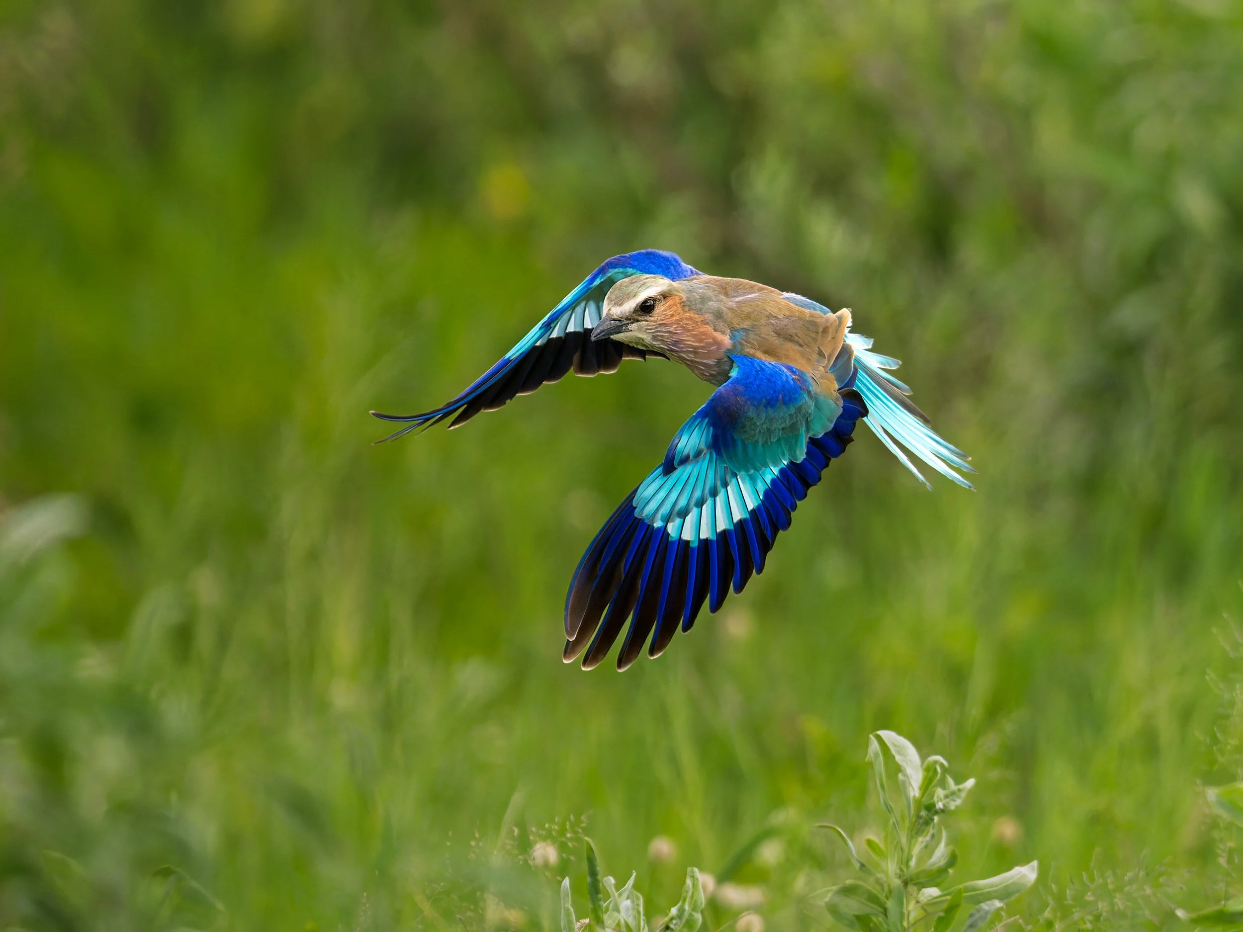 Licac-breased Roller