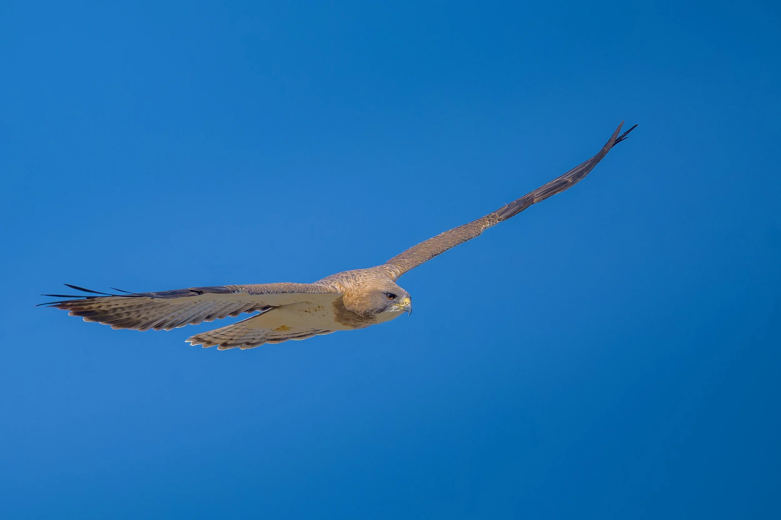 Swainson's Hawk, Bluff Lake Nature Center, Denver, CO