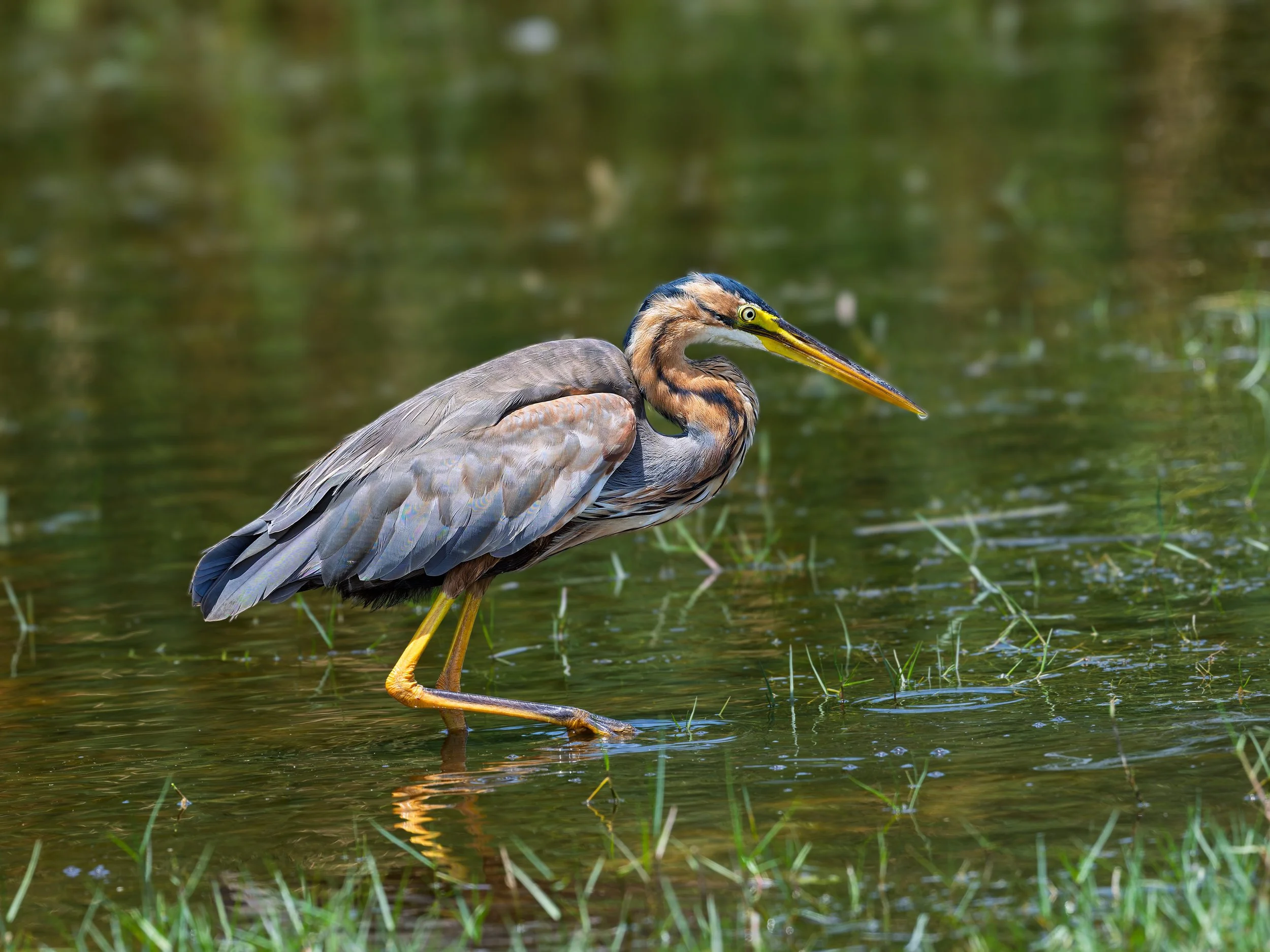 Purple Heron