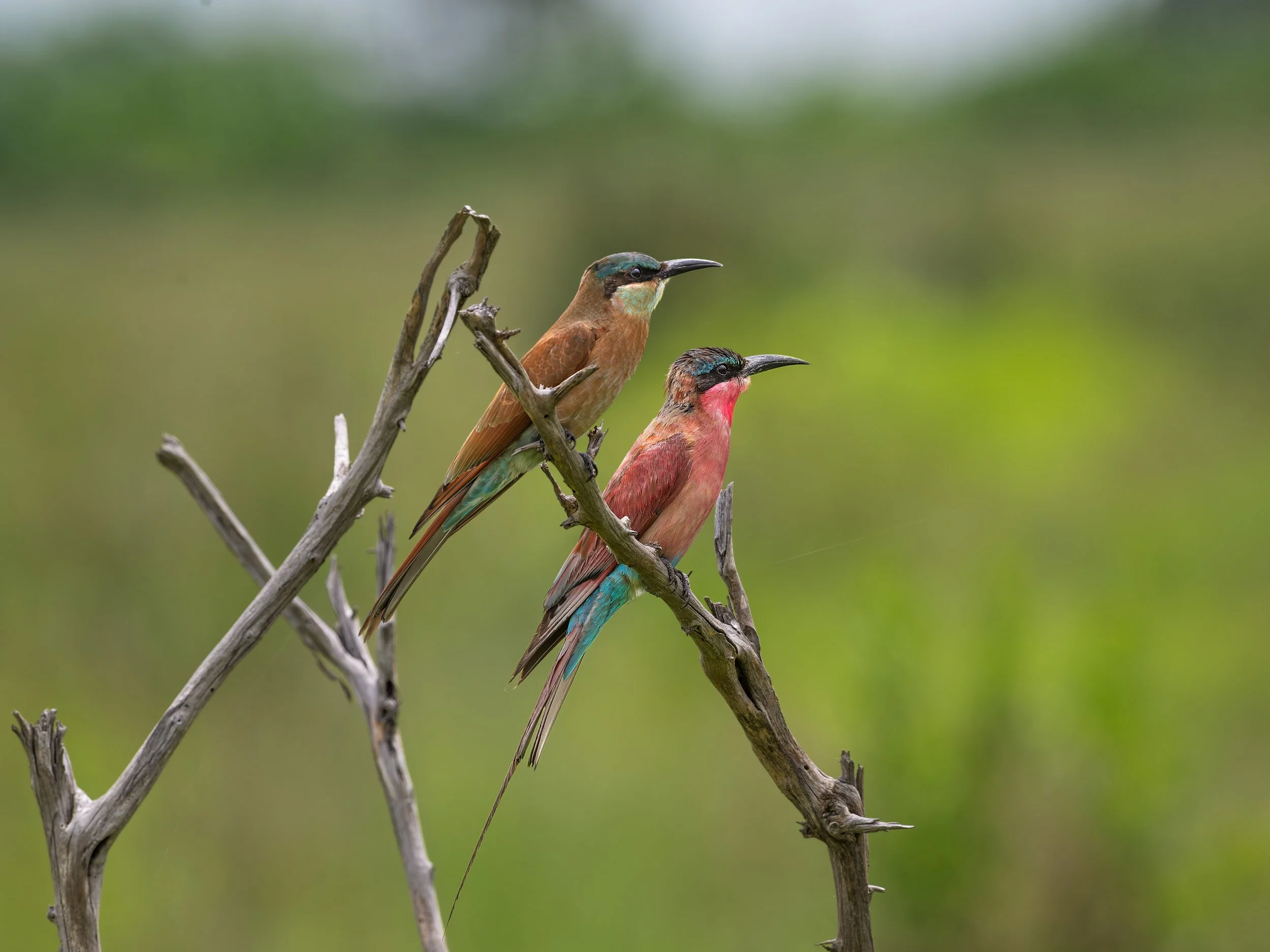 Southern Carmine Bee-eaters