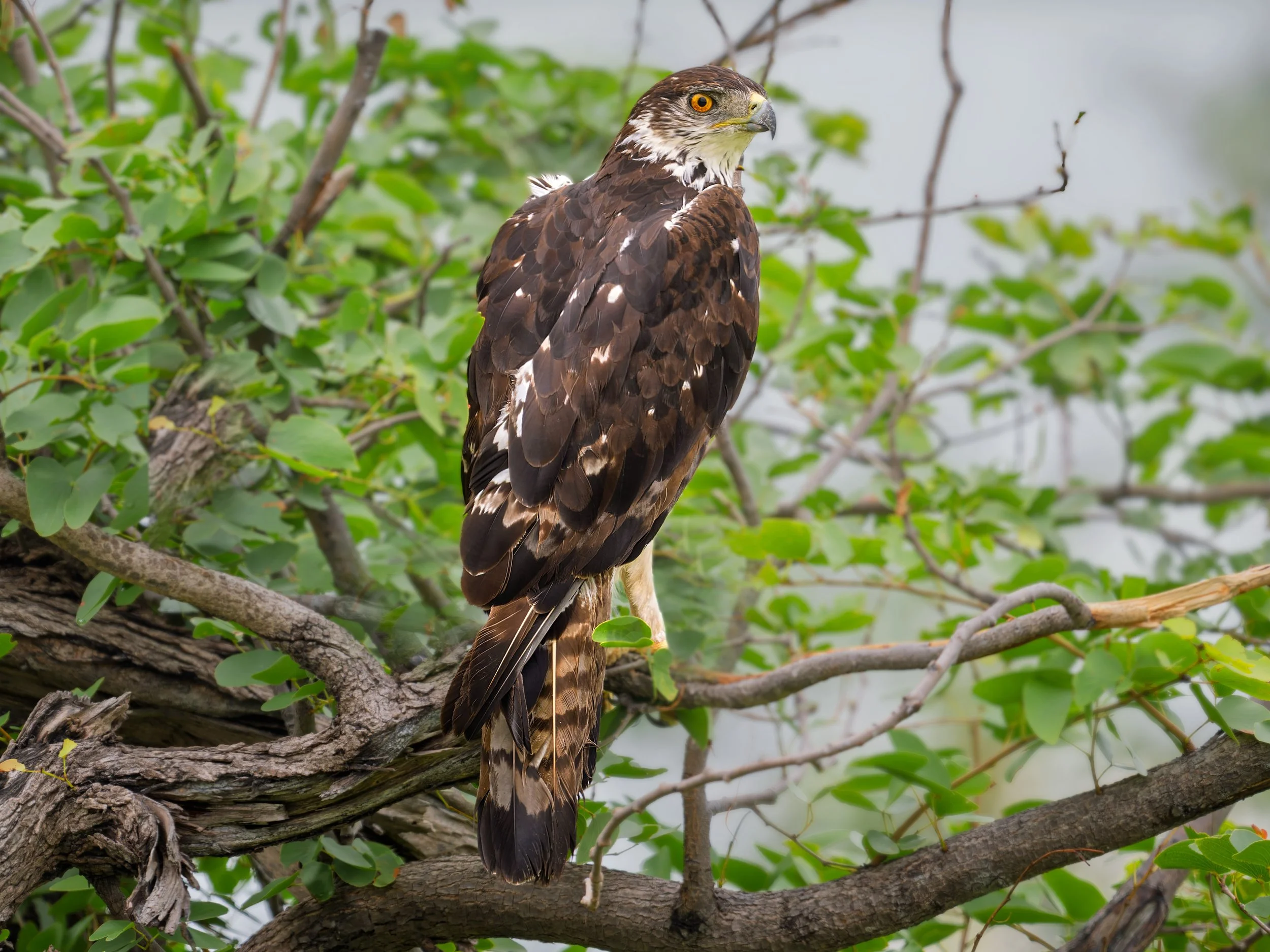 African Hawk-Eagle