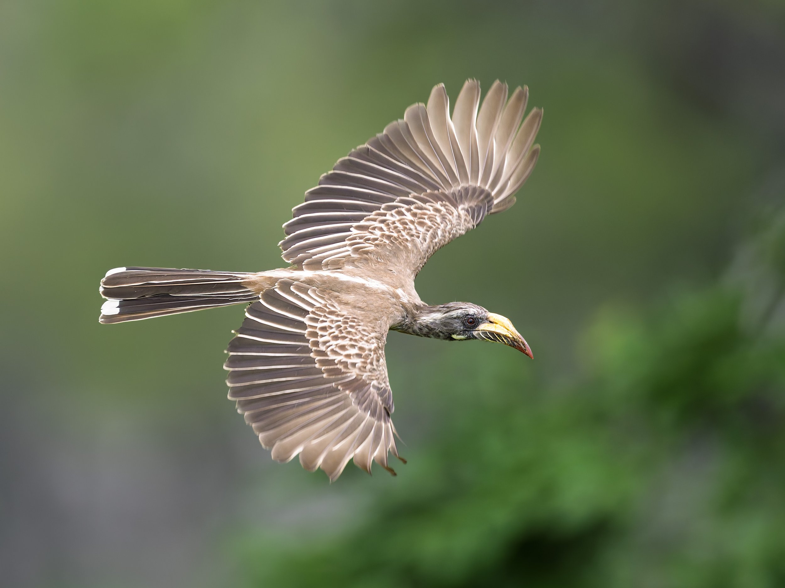 African Gray Hornbill
