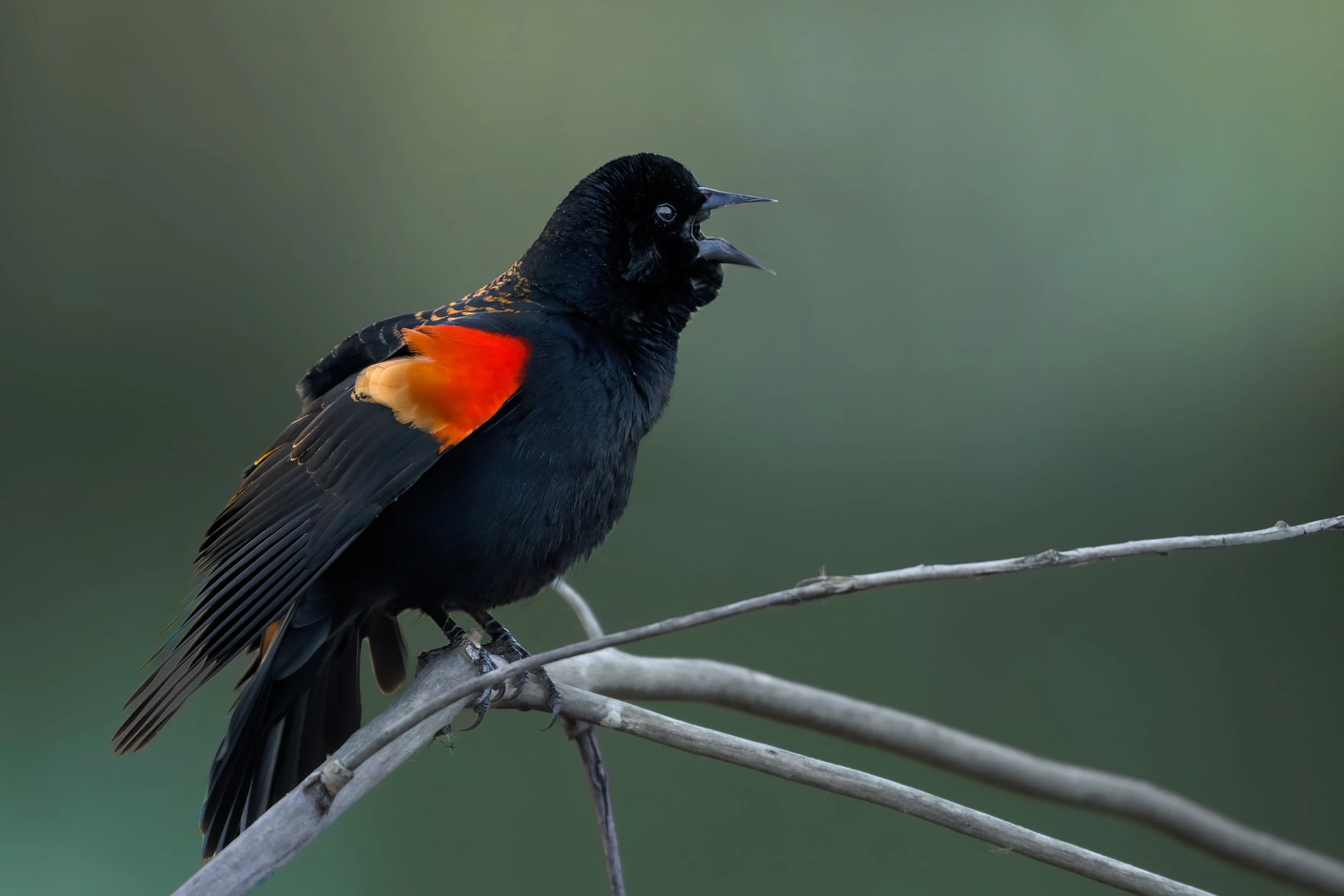 Red-winged Blackbird, Audubon ponds, Chatfield SP, Colorado
