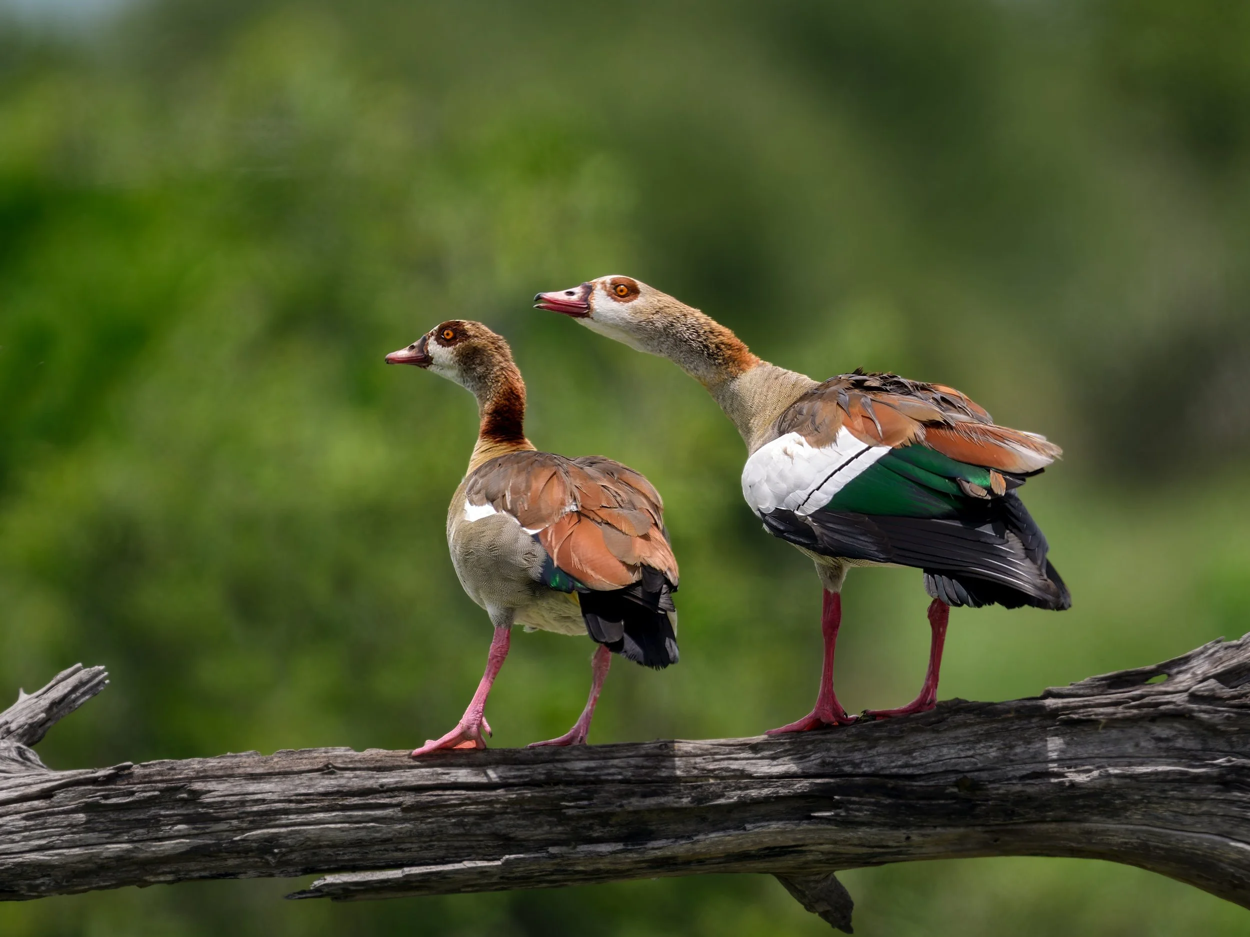 Egyptian Geese