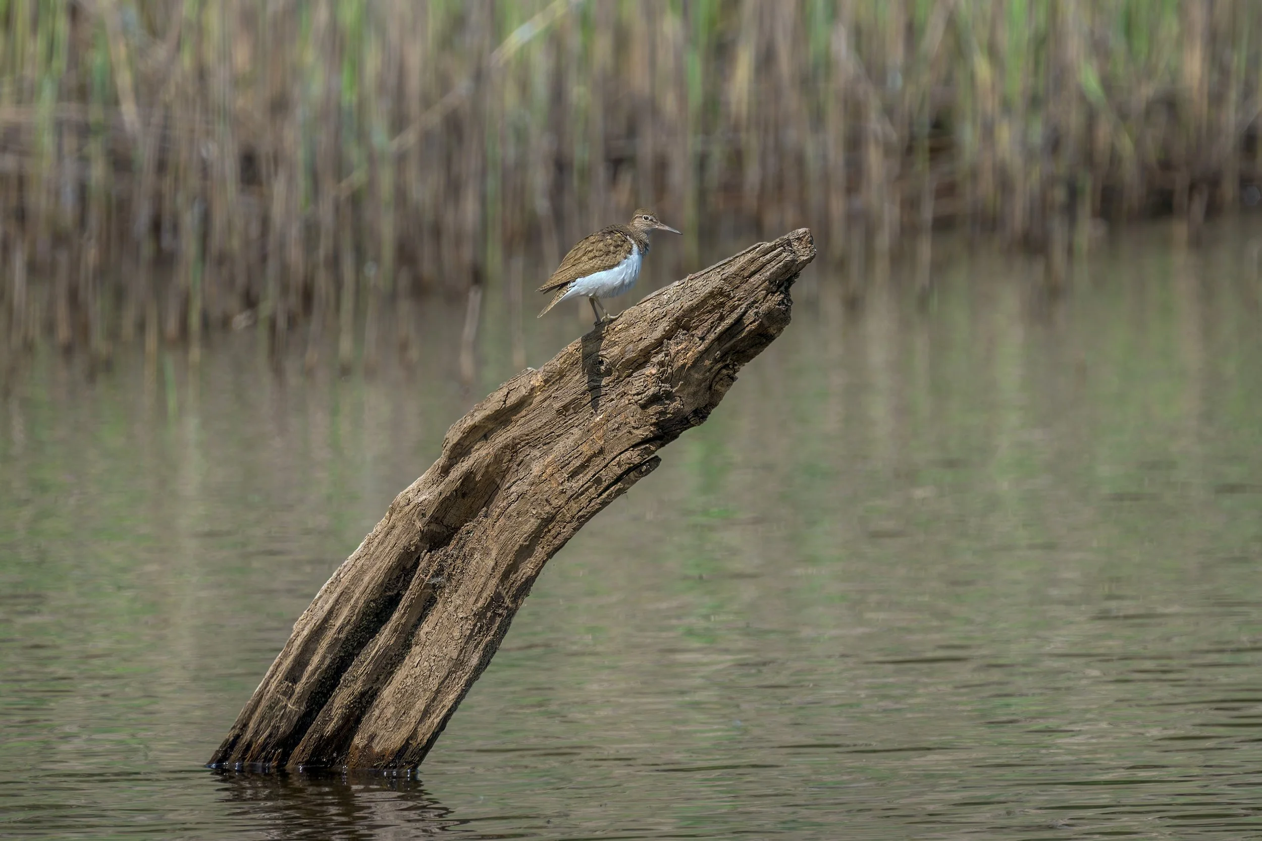 Derwentwater, Common Sandpiper