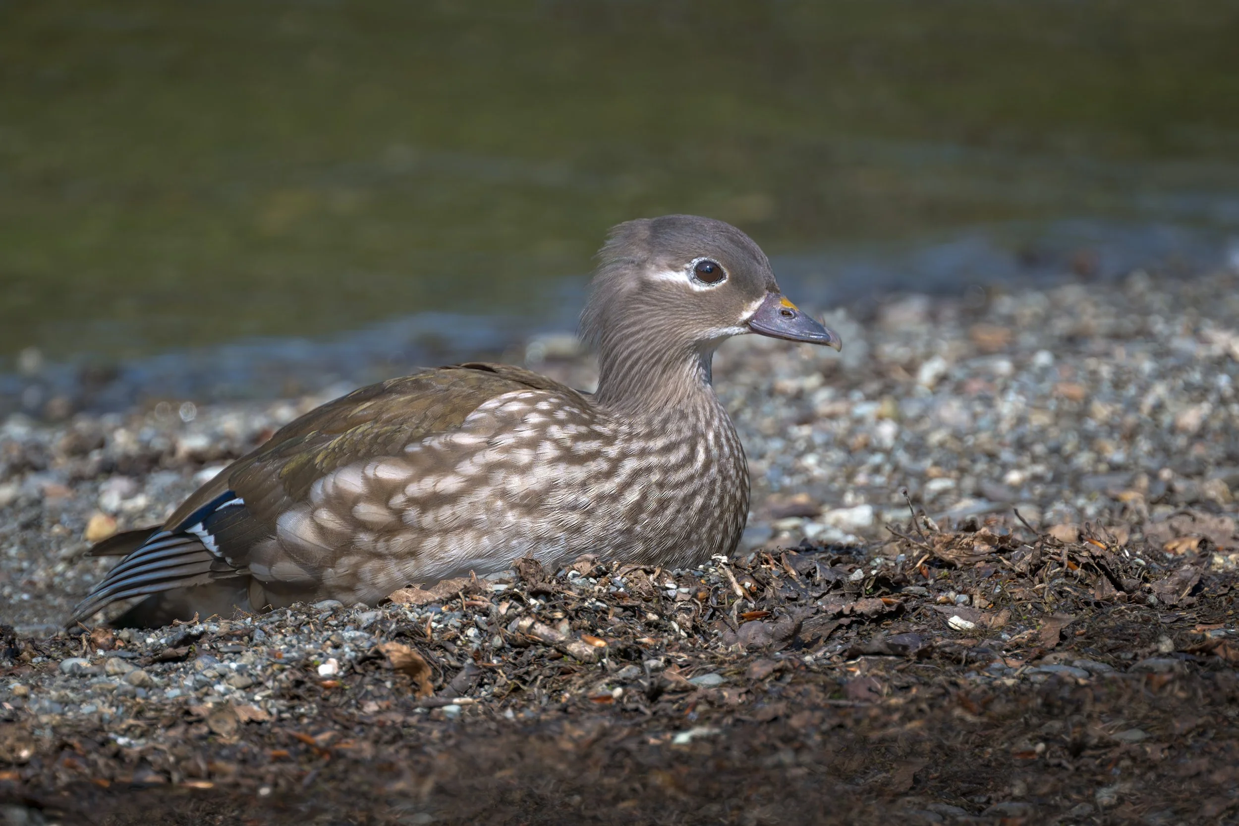 Derwentwater, Mandarin Duck, female