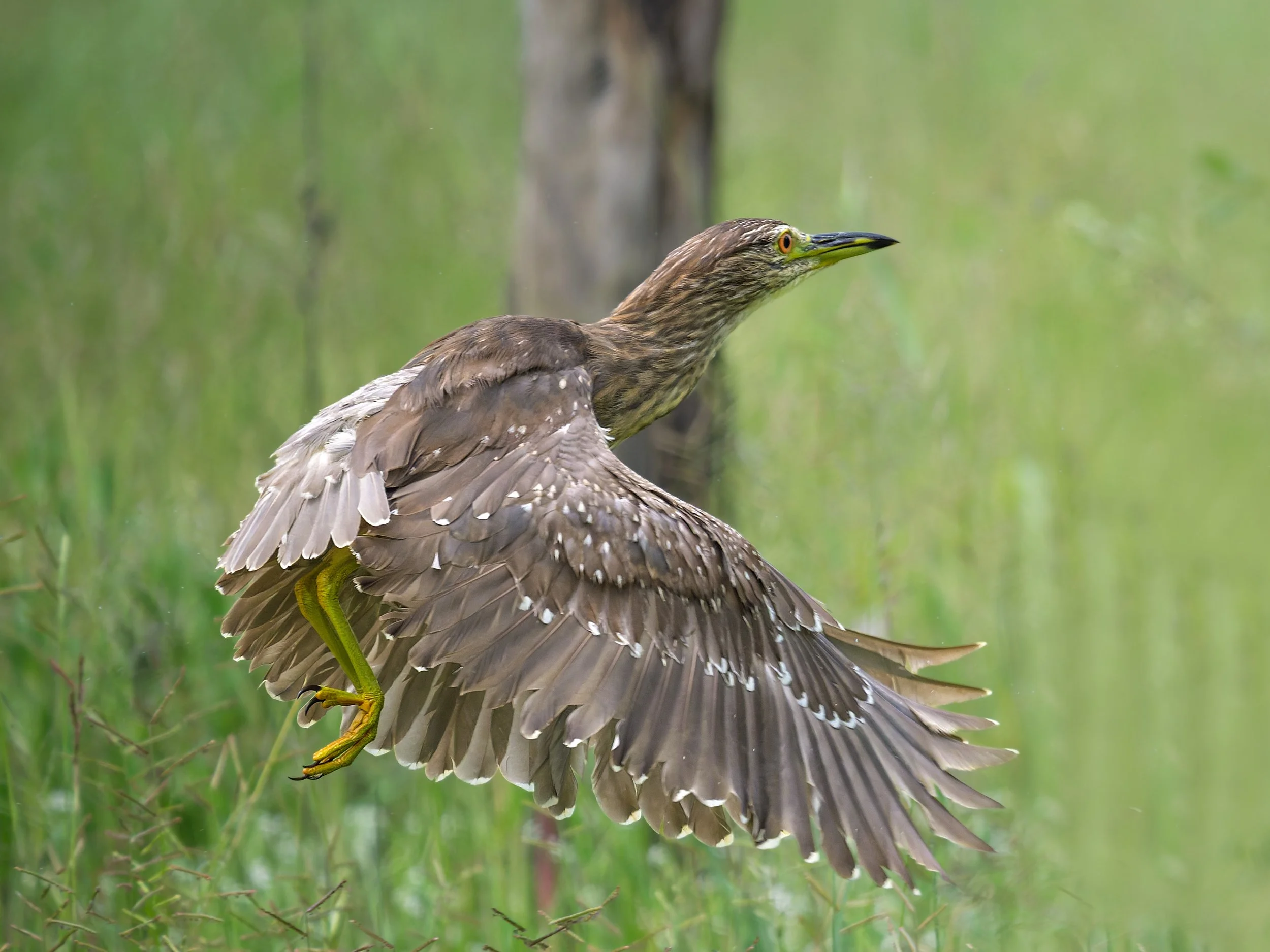 Squacco Heron