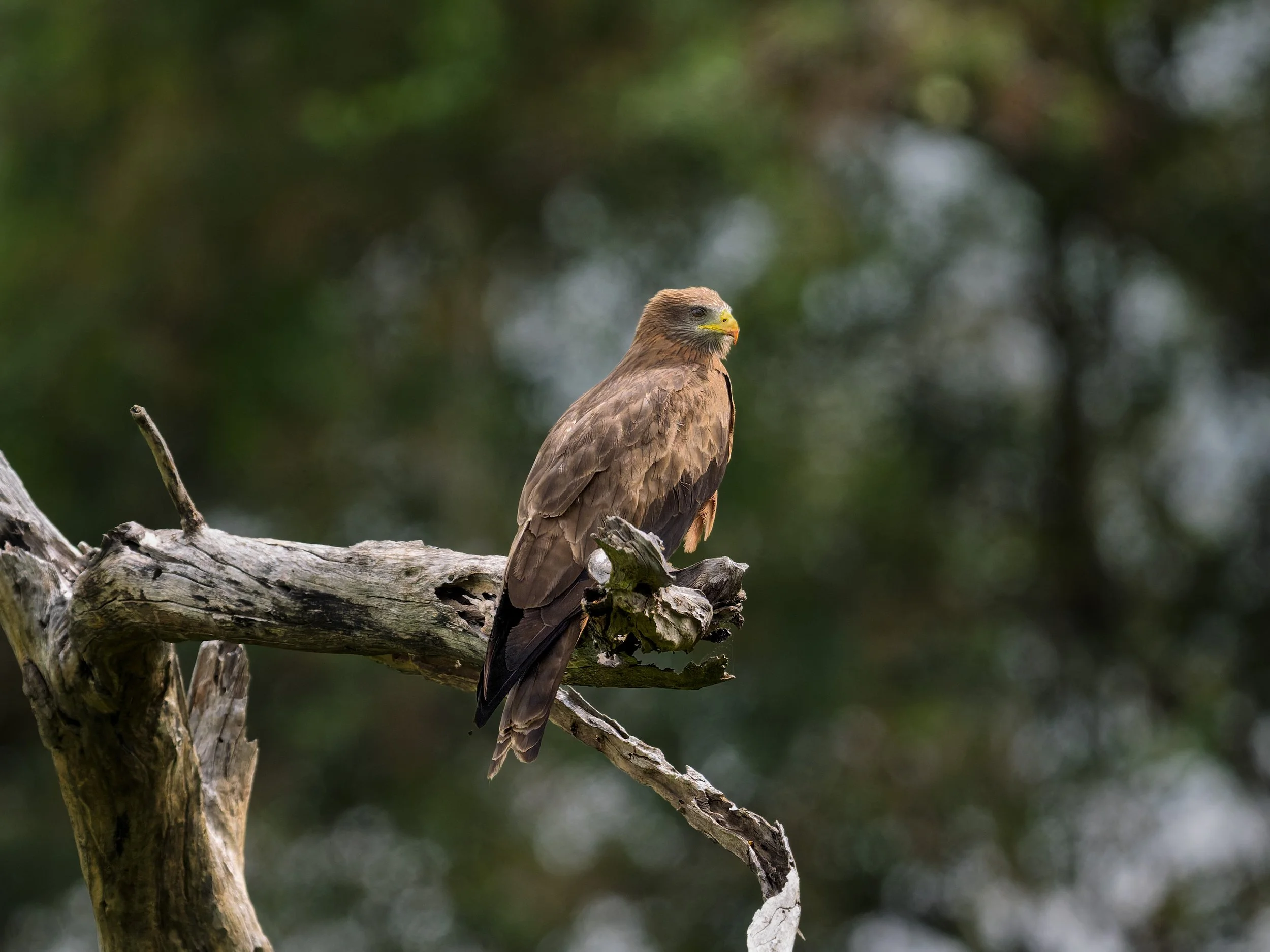 Black Kite Yellow-billed