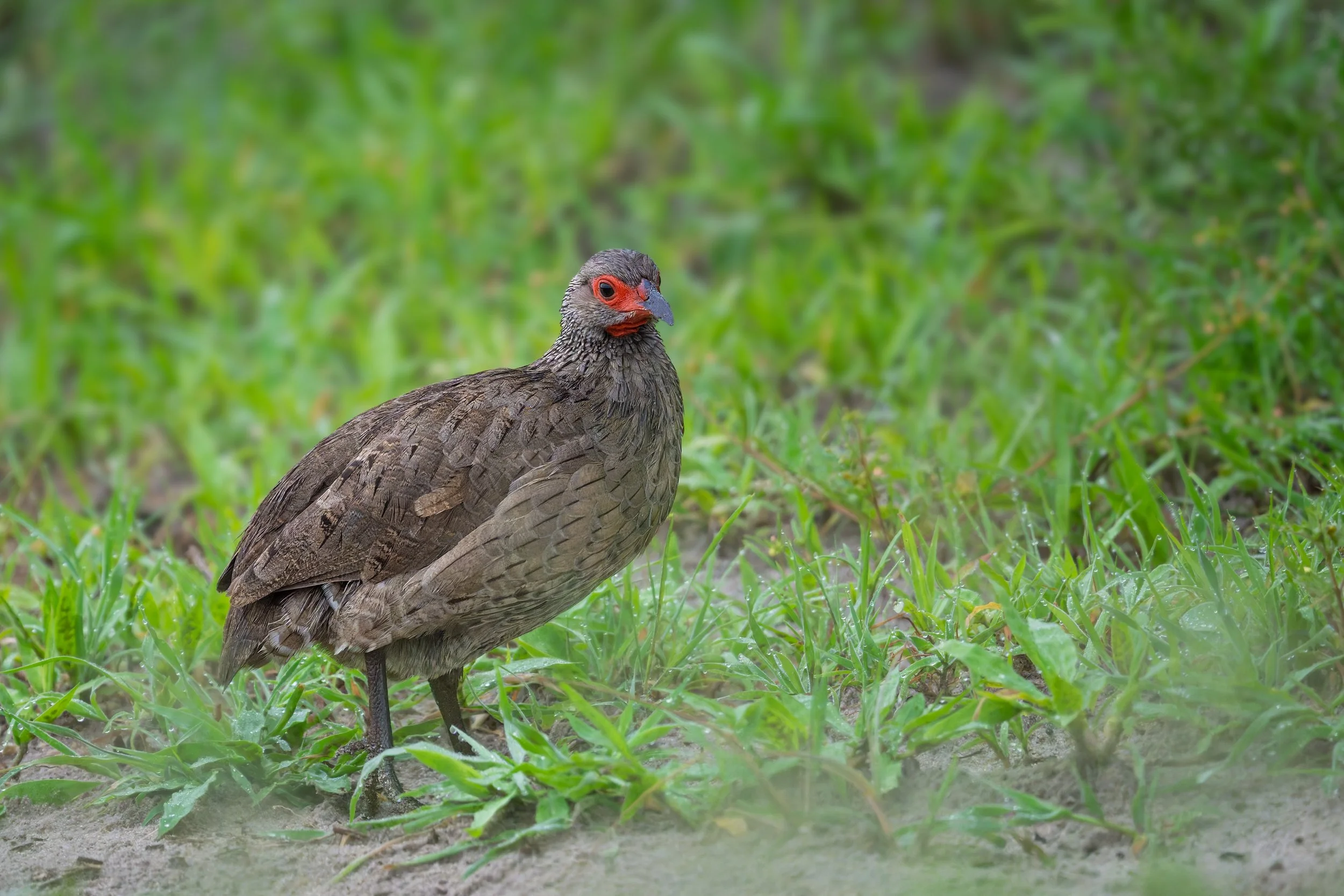 Swainson's Spurfowl