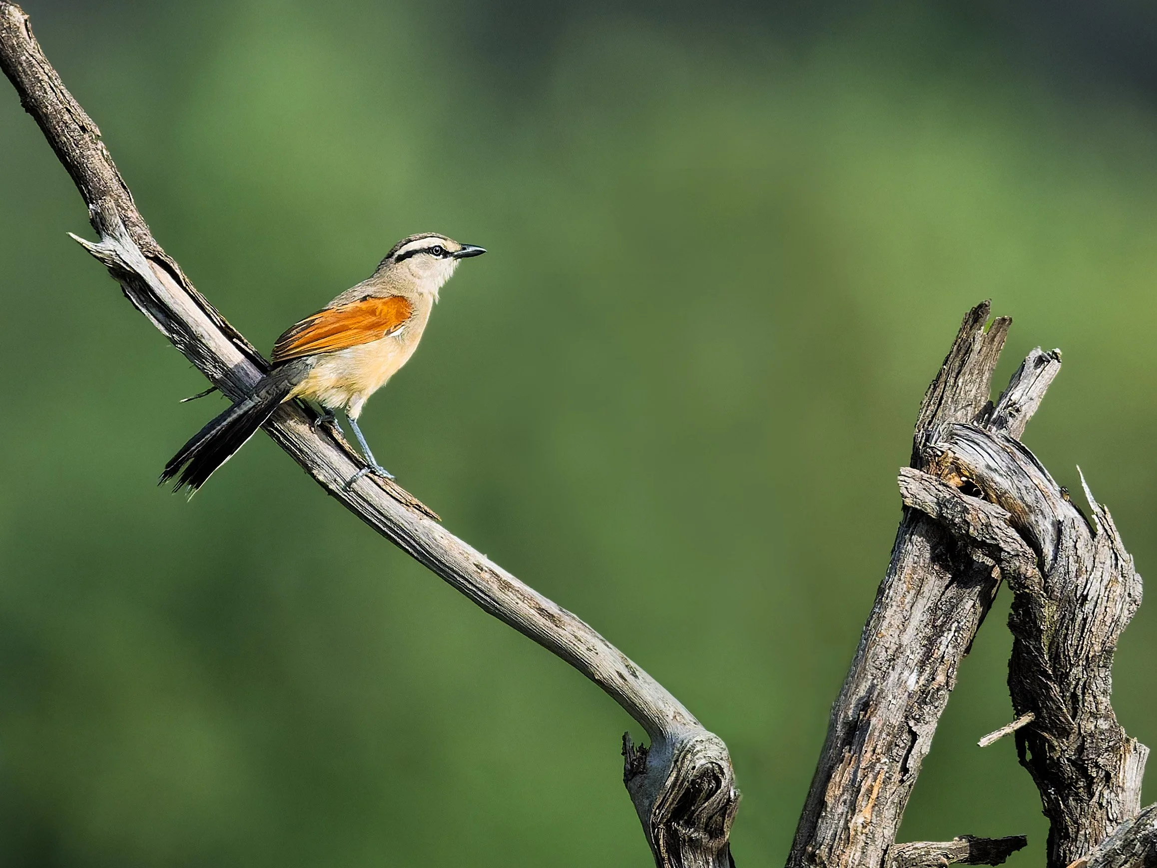 Brown-crowned Tchagra