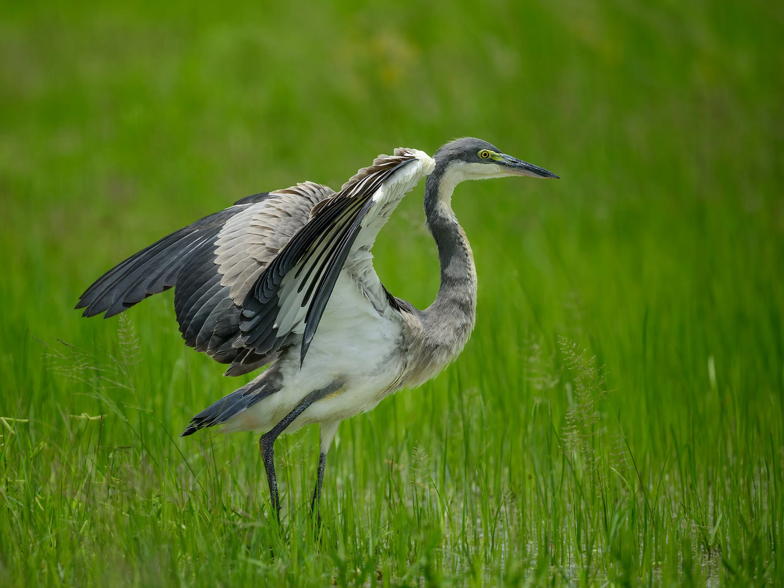 Gray Heron