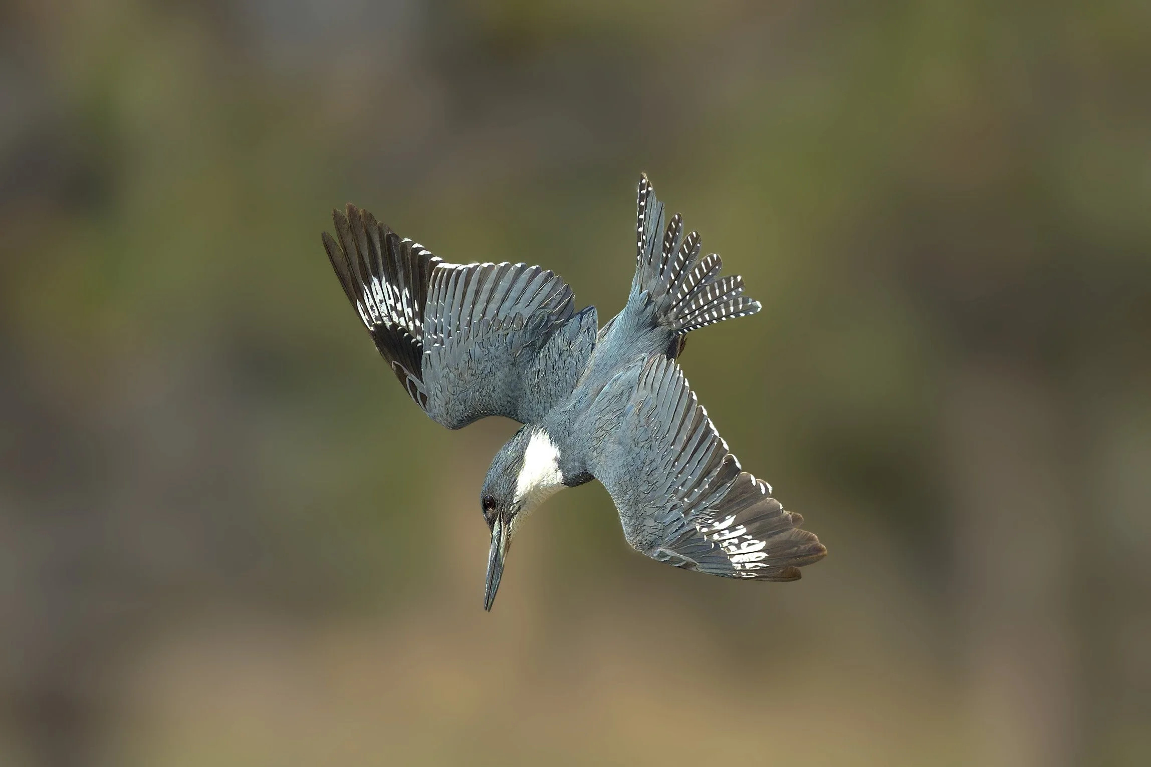 Belted Kingfisher, Kountze Lake, Belmar Park, Lakewood, CO