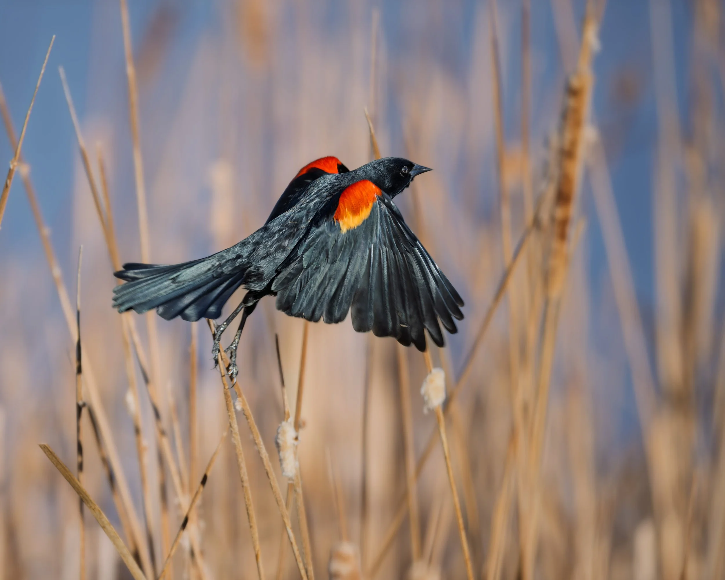 Red-winged Blackbird, Walden Ponds, Boulder, CO