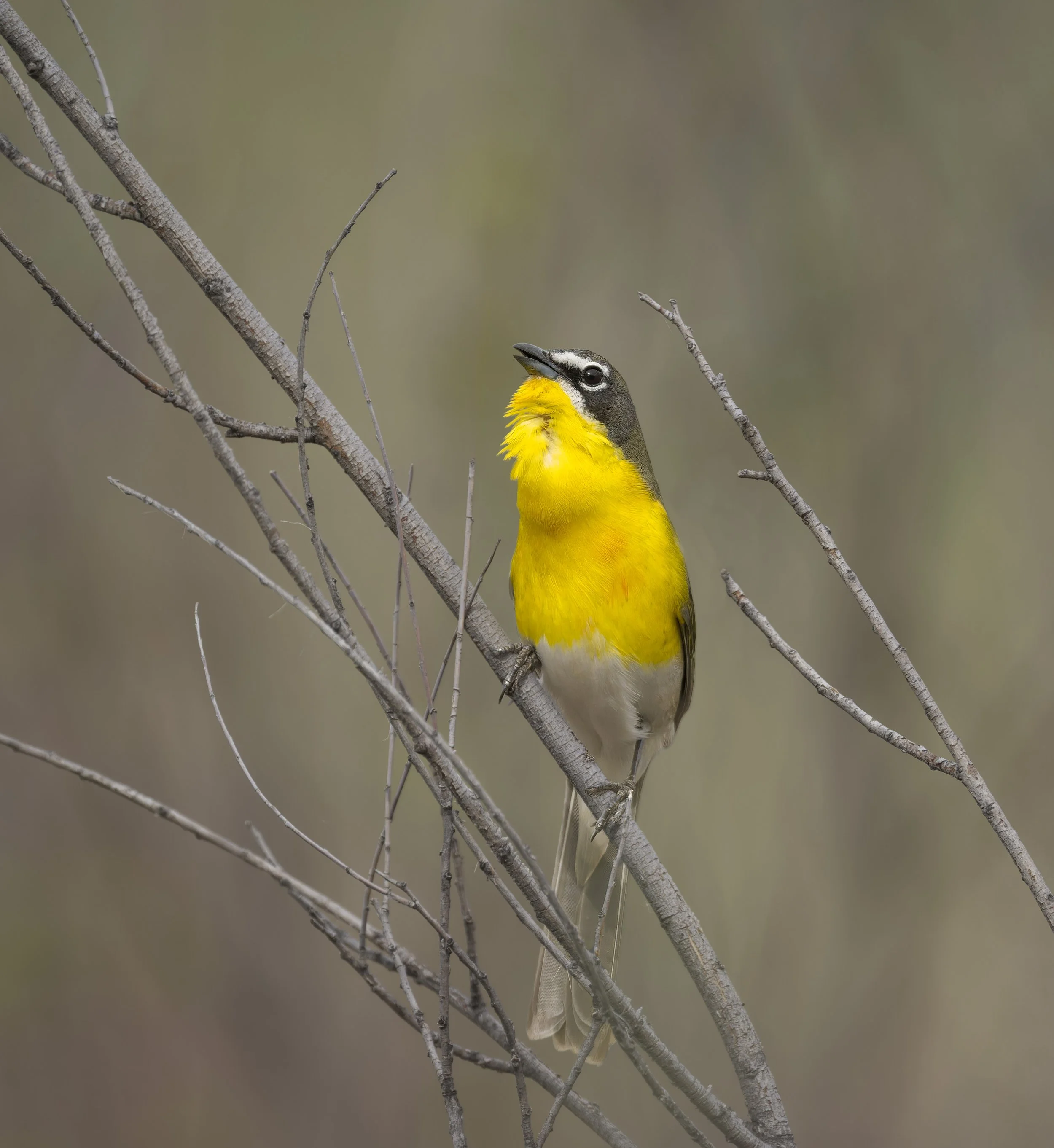 Yellow-breasted Chat, Audubon trail, Chatfield State Park