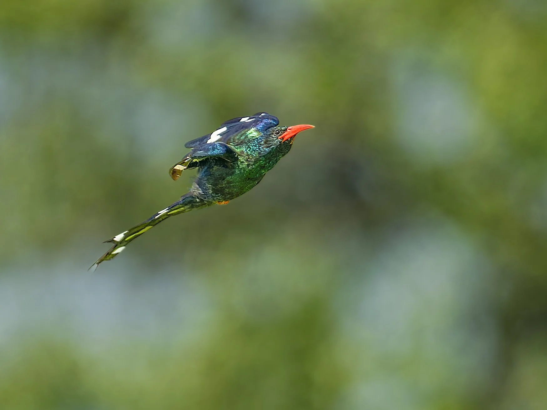 Green Woodhoopoe