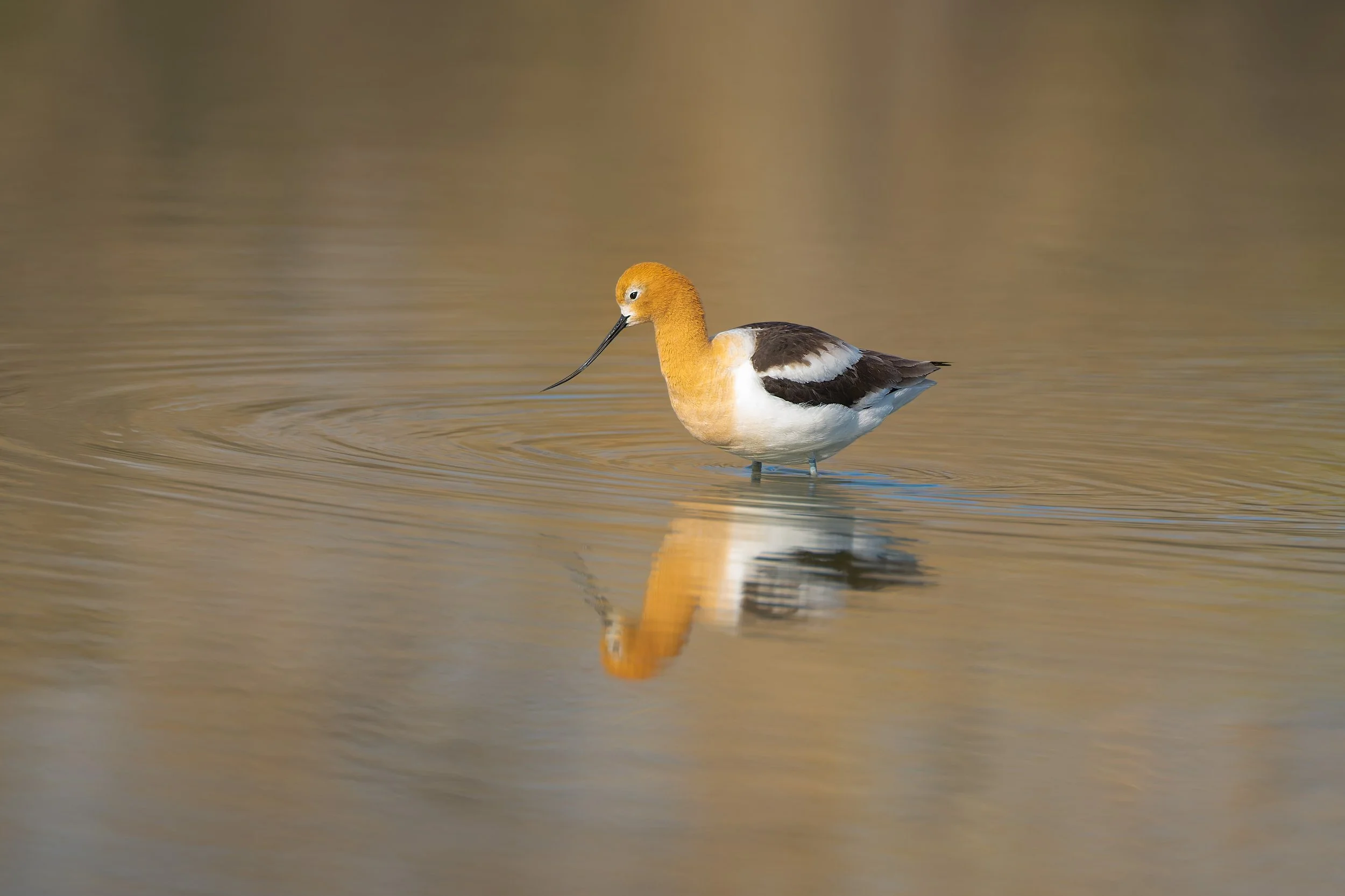 American Avocet, Kountze Lake, Belmar Park, Lakewood, CO